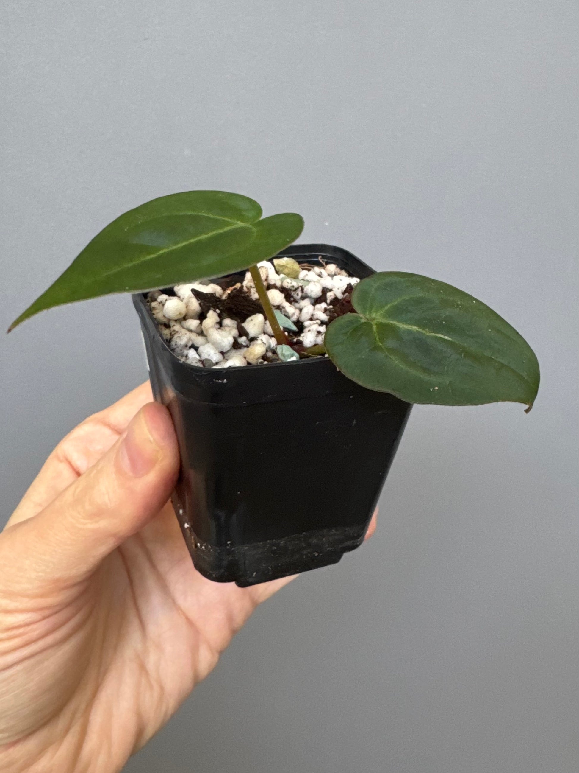 Anthurium ((magnificum x crystallinum) x NoID) X Michelle