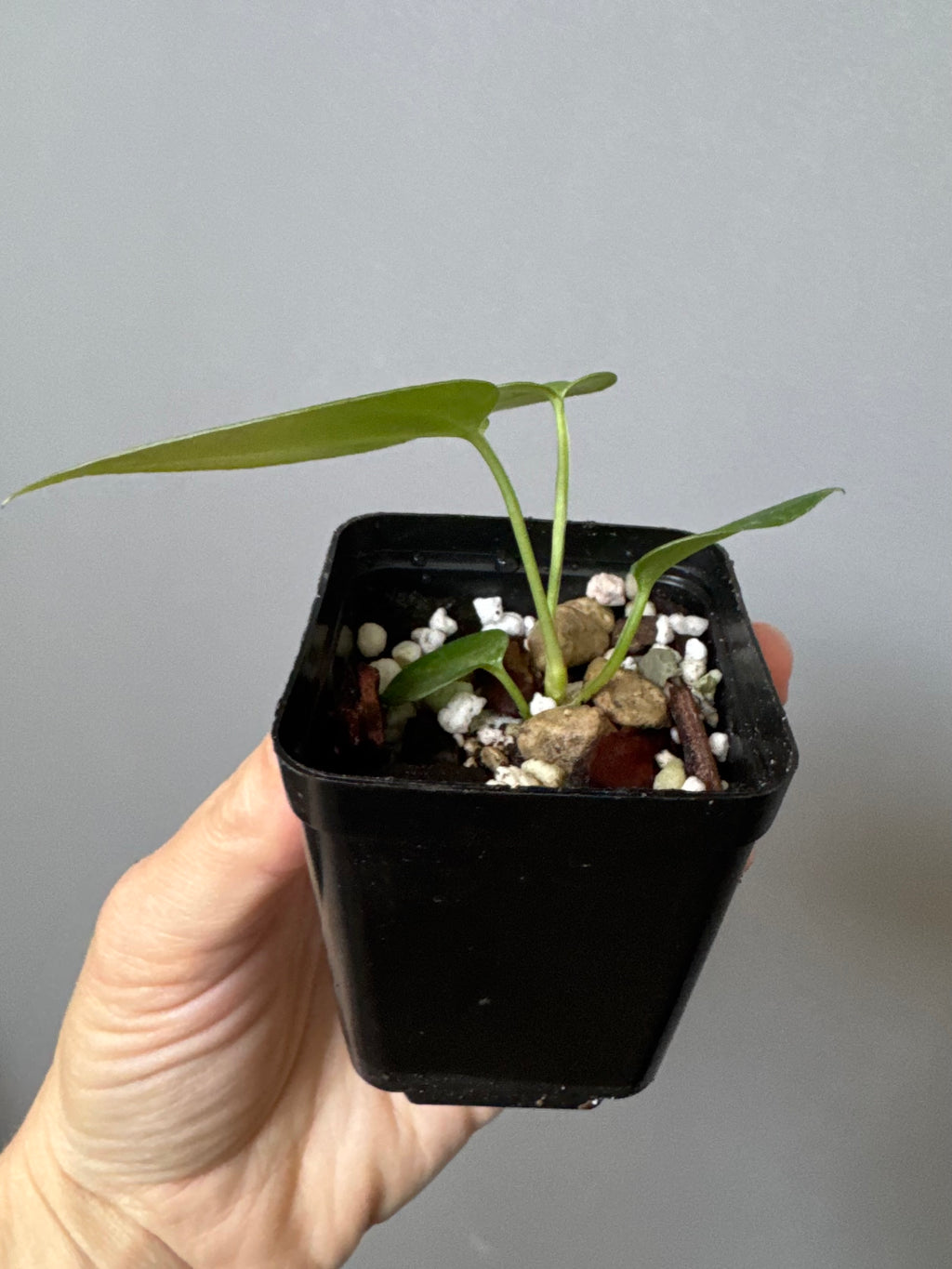 Anthurium (CrystallimumX x Indo portillae) x (DH x RVC)