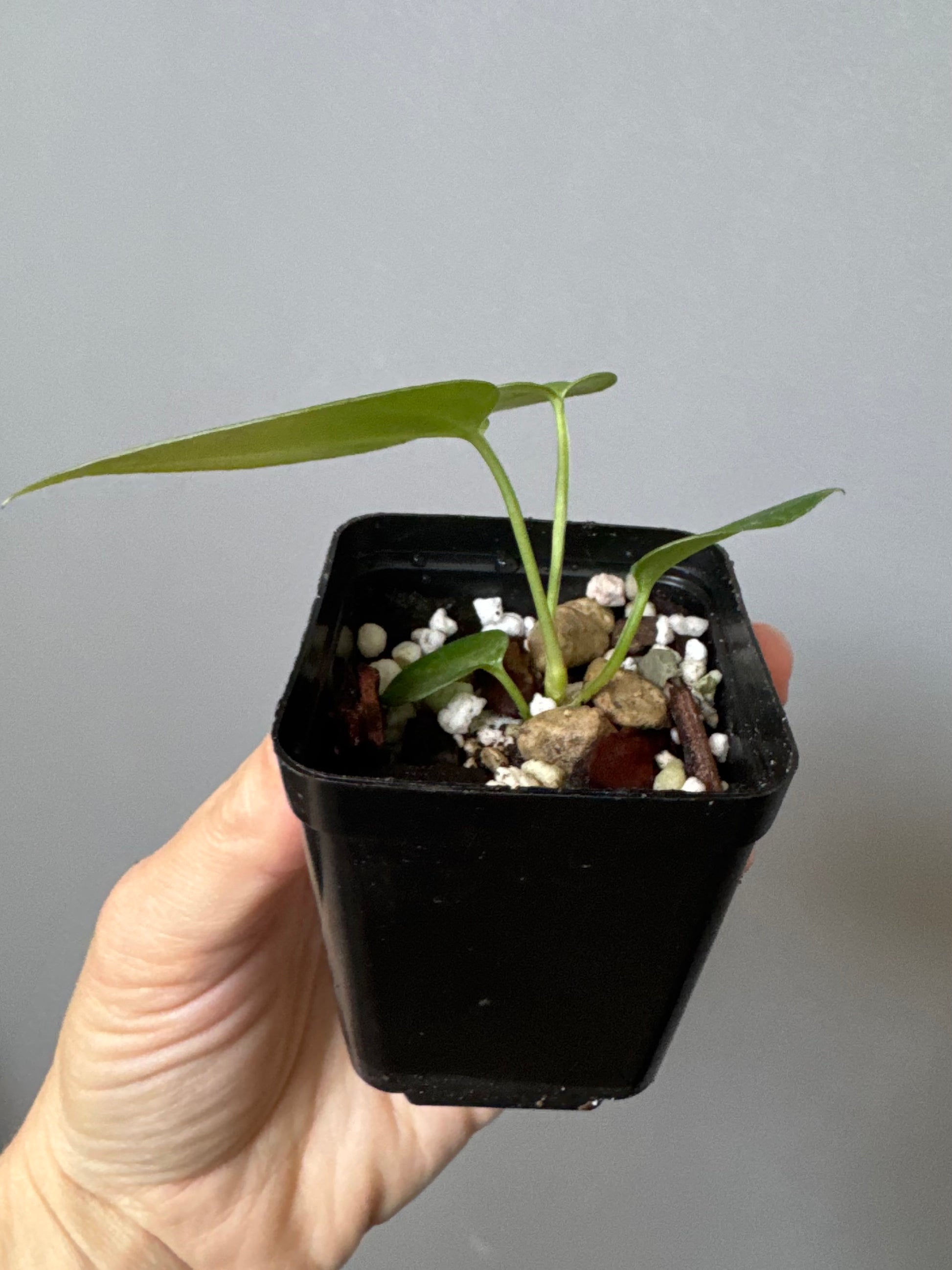 Anthurium (CrystallimumX x Indo portillae) x (DH x RVC)