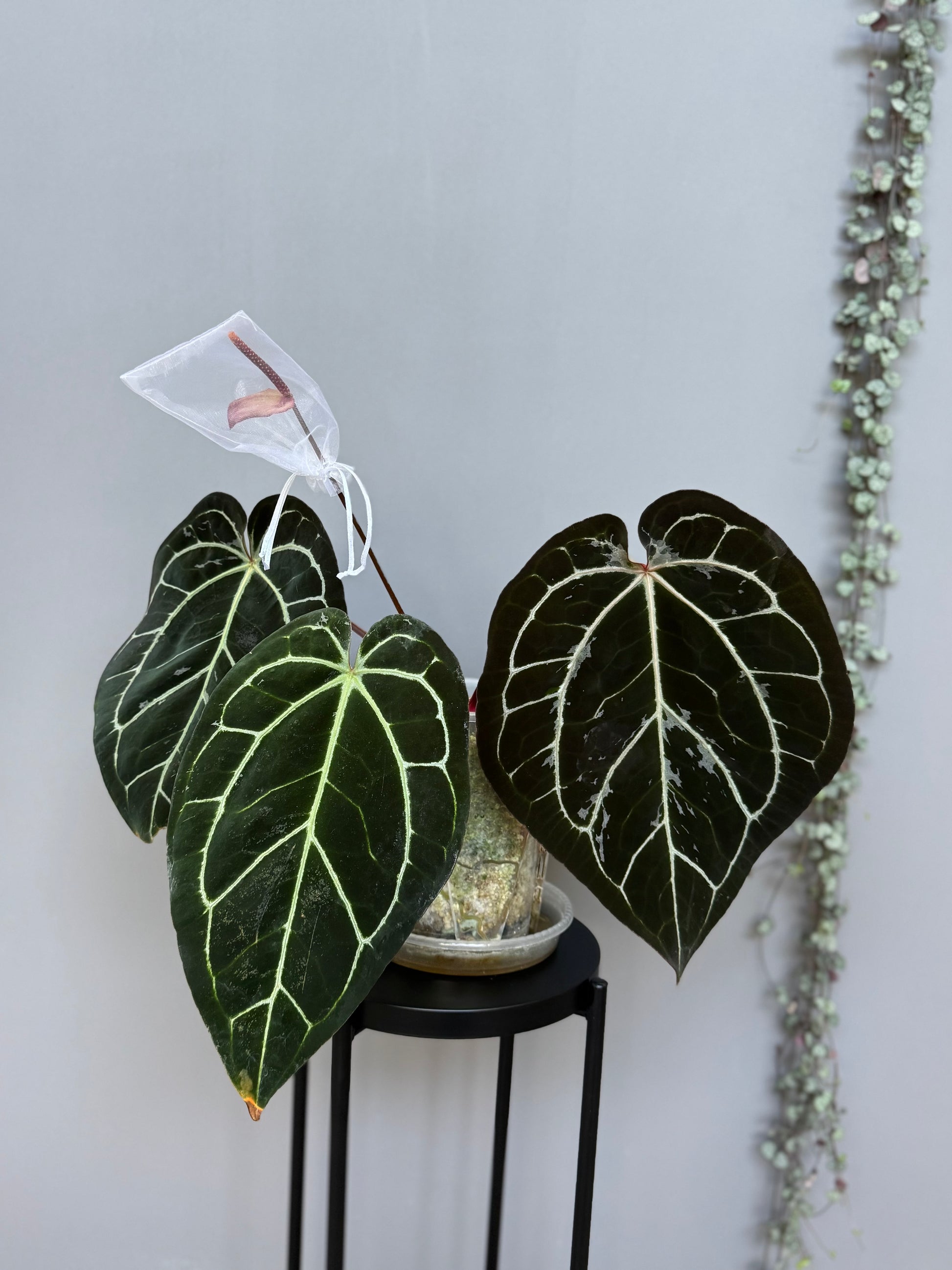 Anthurium (AOS x forgetii) x (NSE Red Crystallinum x carlablackiae)- germinated seeds