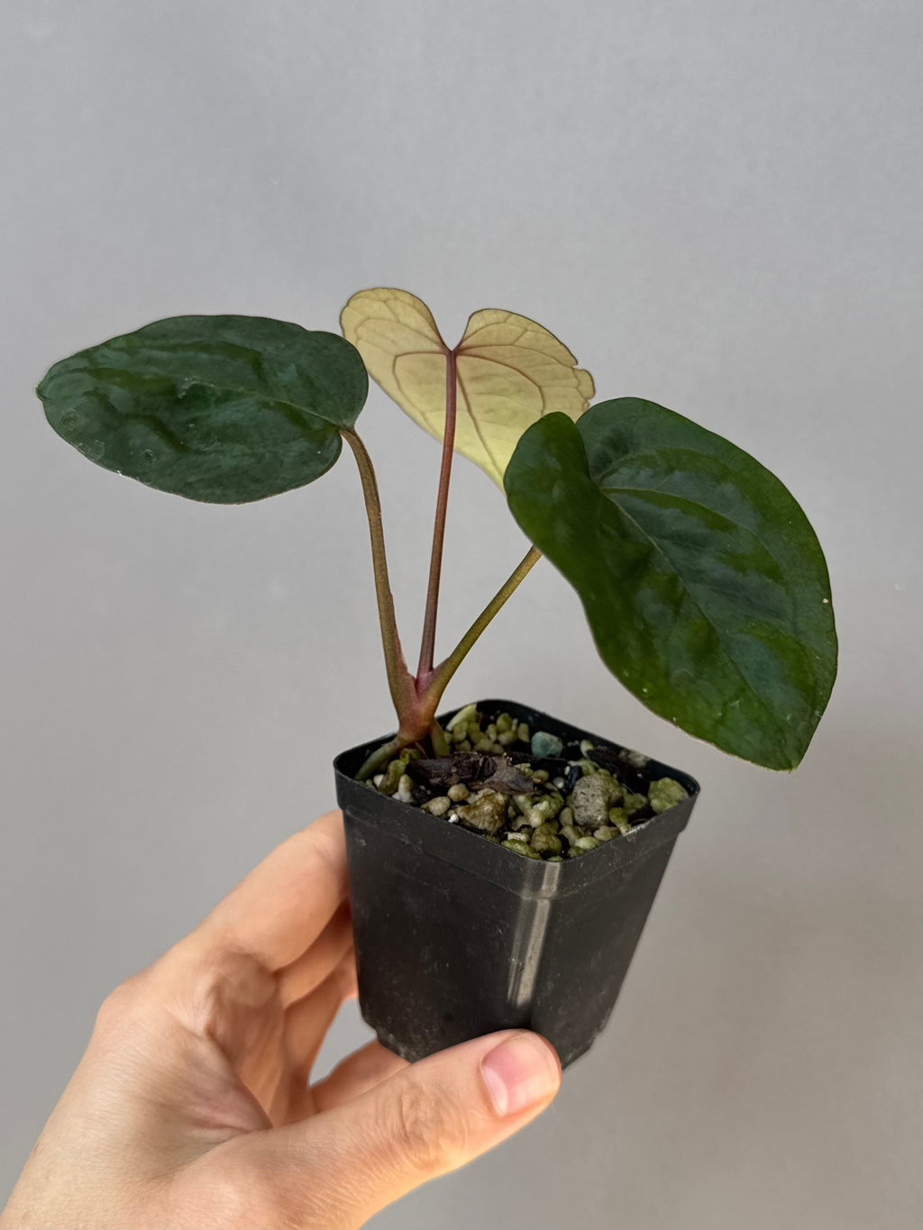 Anthurium Ace of Spades (AOS) dark form (Tezula) Clone (von abelia.plants)