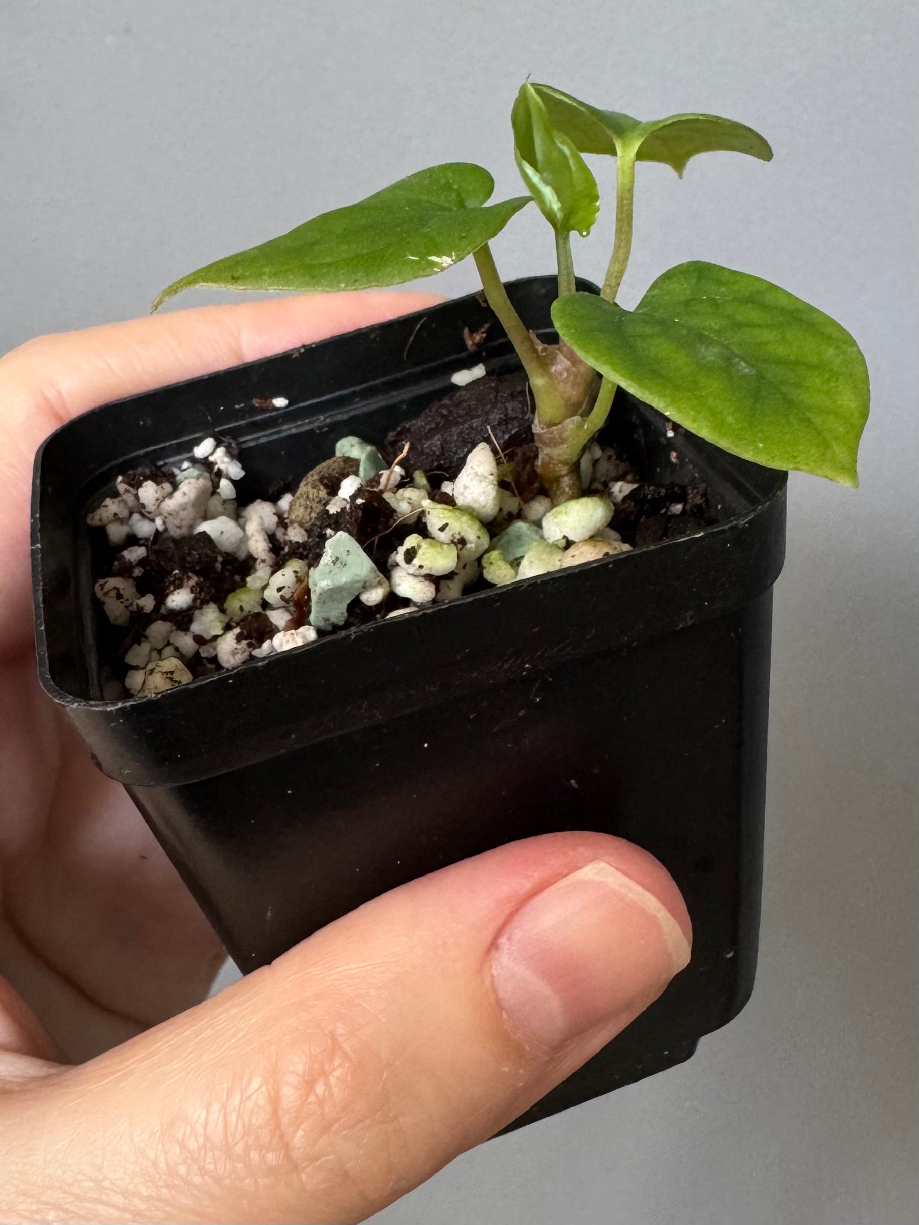 Anthurium Antolakii/ BVEP (Round x Felix) X Felix (Justin Jones / createdinagarden)