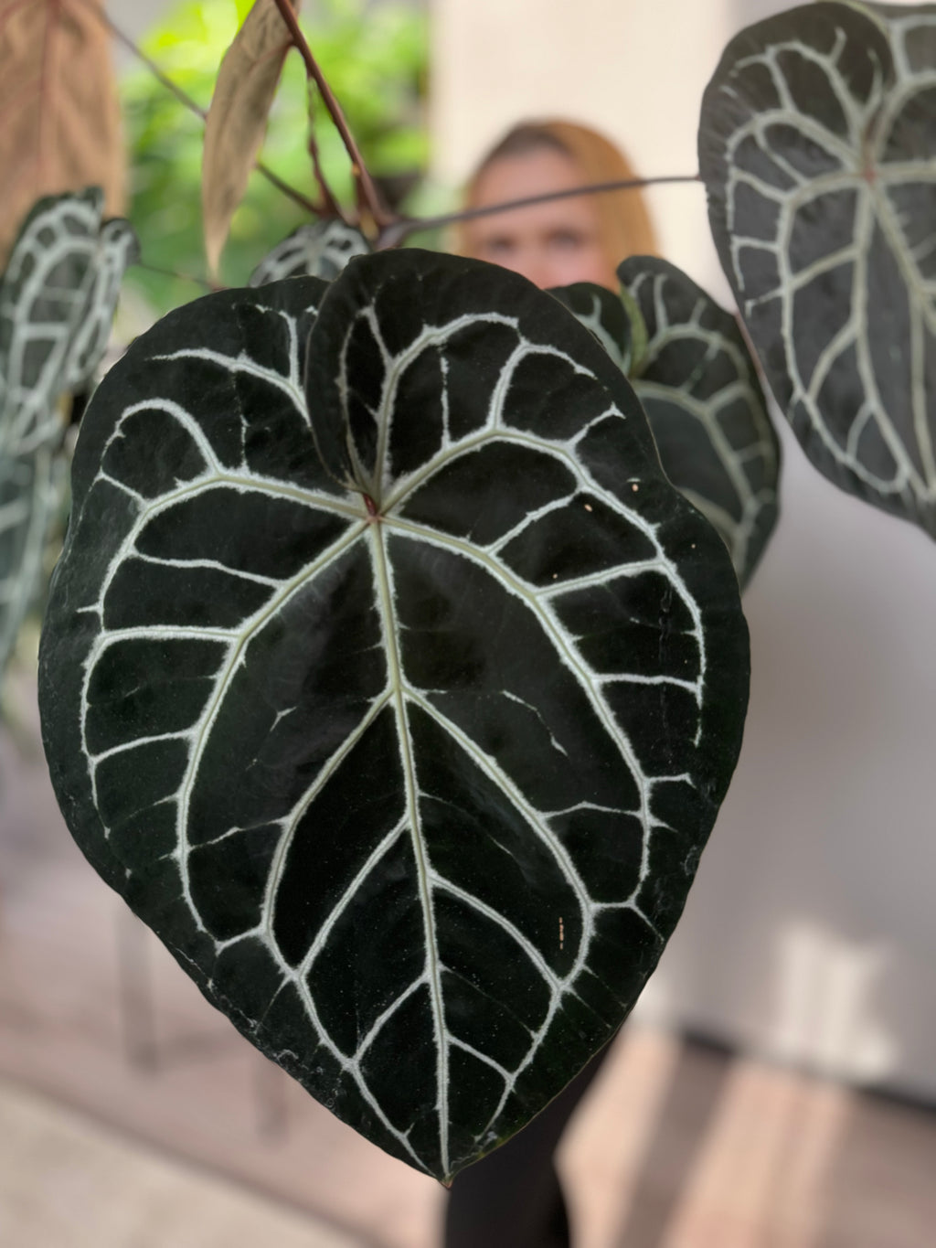 Anthurium Silver Blush x M - germinated seeds
