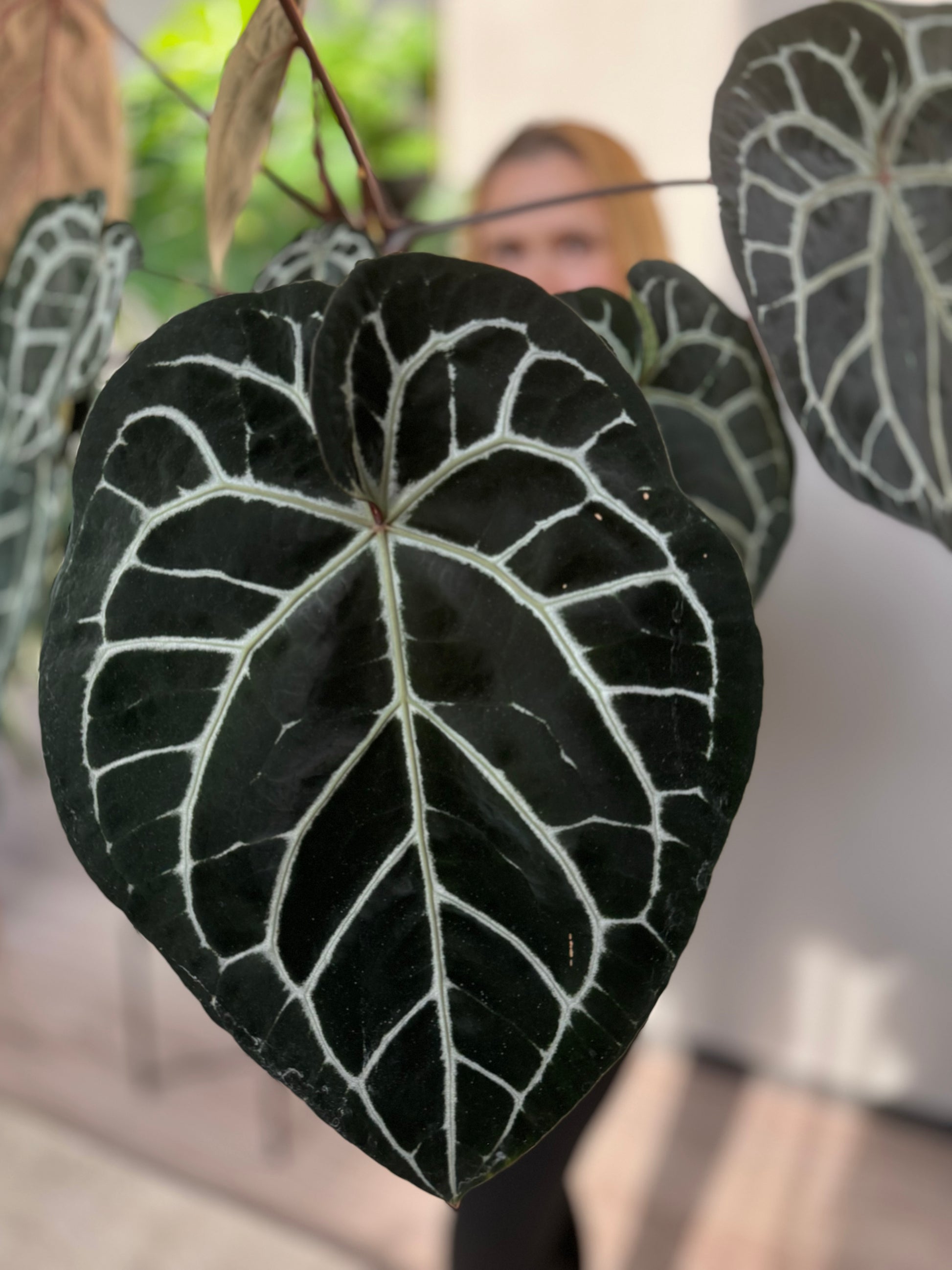 Anthurium Silver Blush x M - germinated seeds