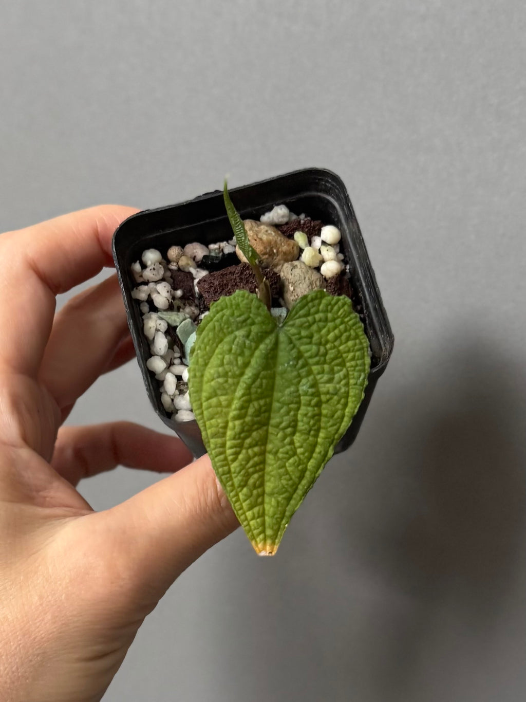 Anthurium clidemioides