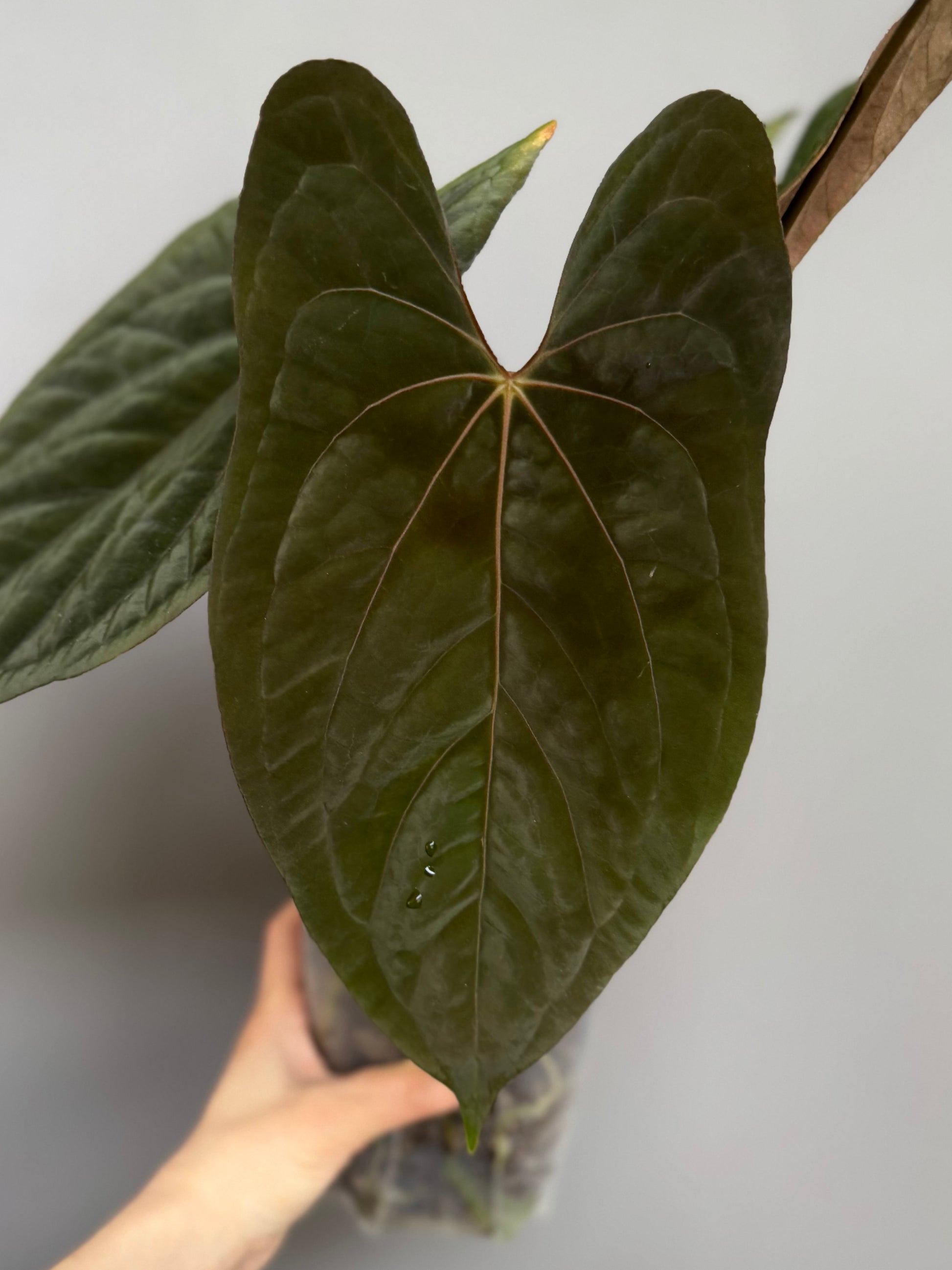 *NEU - Papillilaminum x  (Fort Sherman x RVDP) - gekeimte Samen