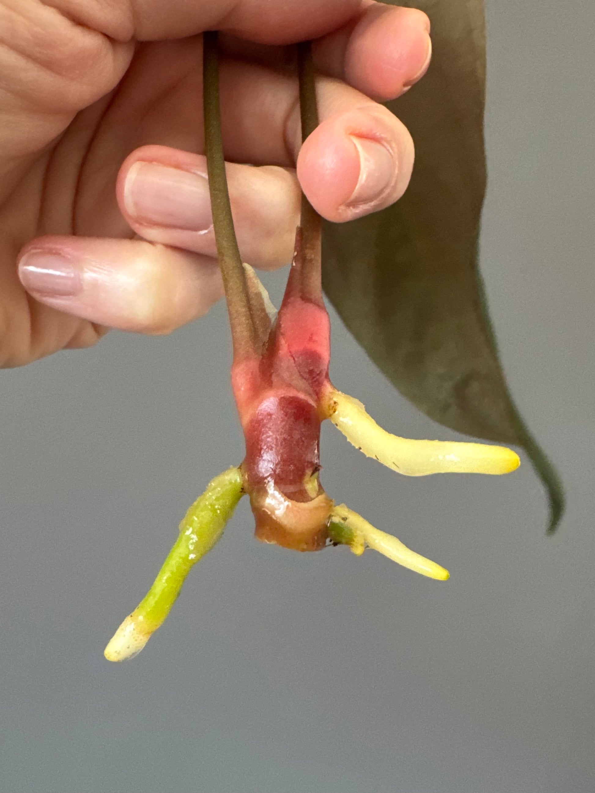 Anthurium FSxRL (by Jay Vannini) - Ableger