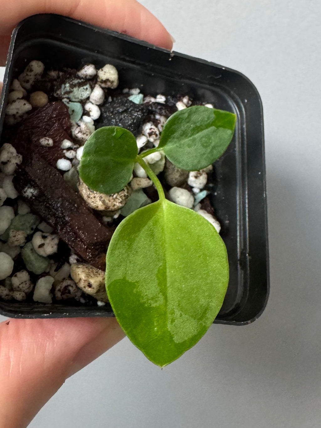 (Papillilaminum Daniel x Besseae aff.) X warocqueanum