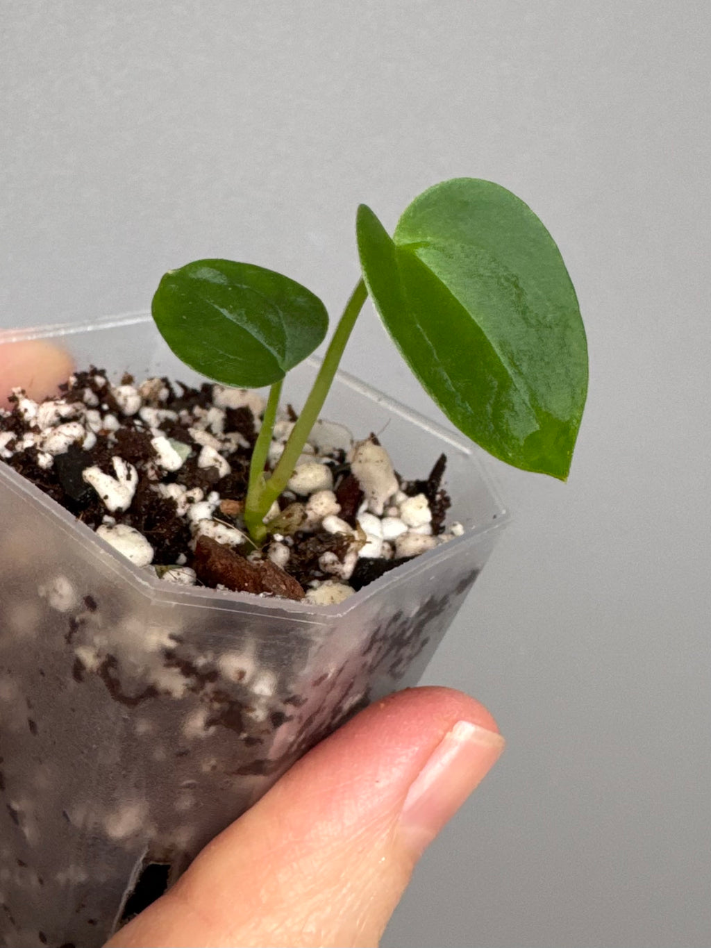 Anthurium (AOS x forgetii) x (NSE Red Crystallinum x Carlablackiae)