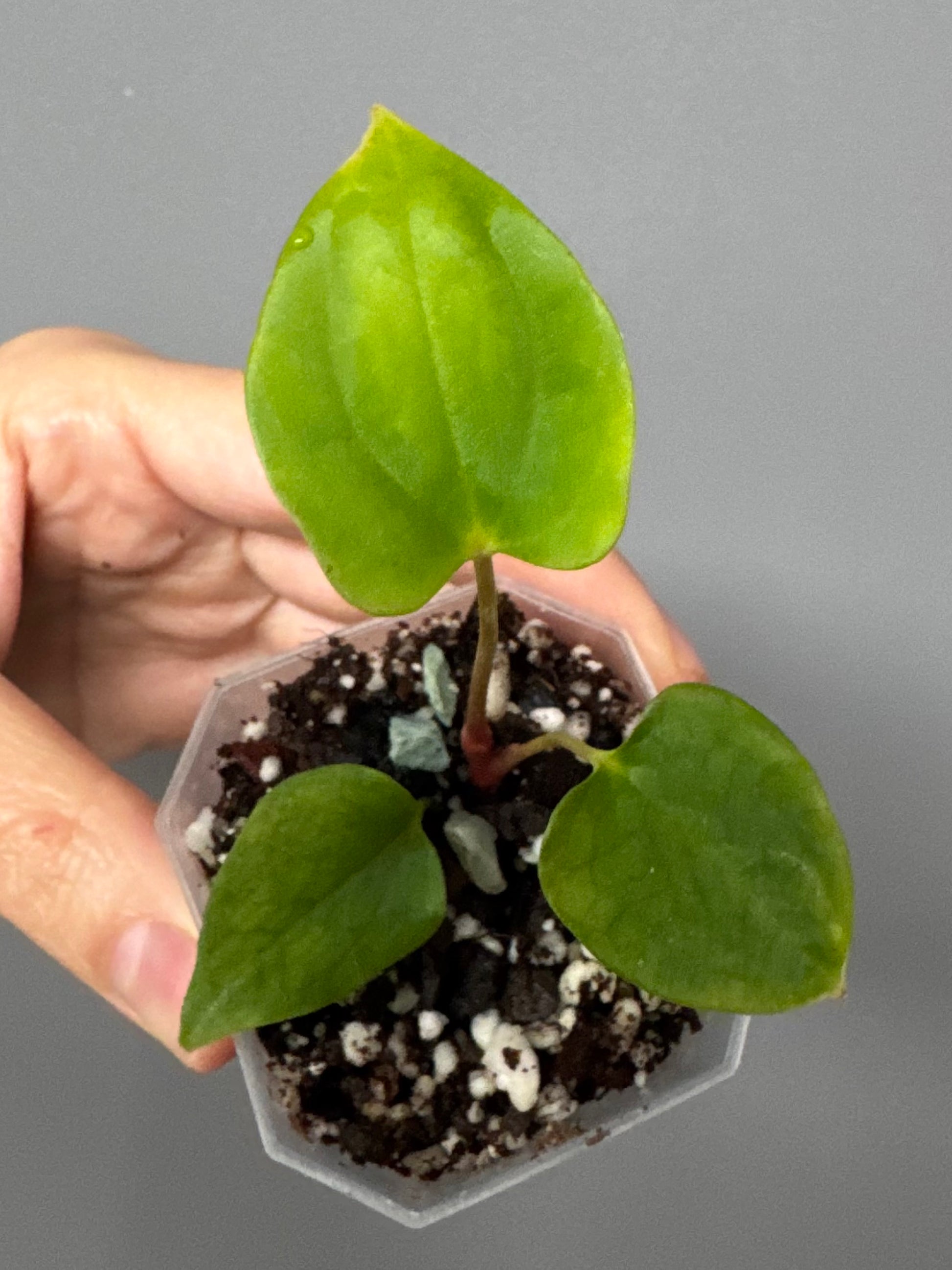 Anthurium ((papillilaminum Ralph Lynam x Fort Sherman) x carlablackiae) x RVDP (Maria)