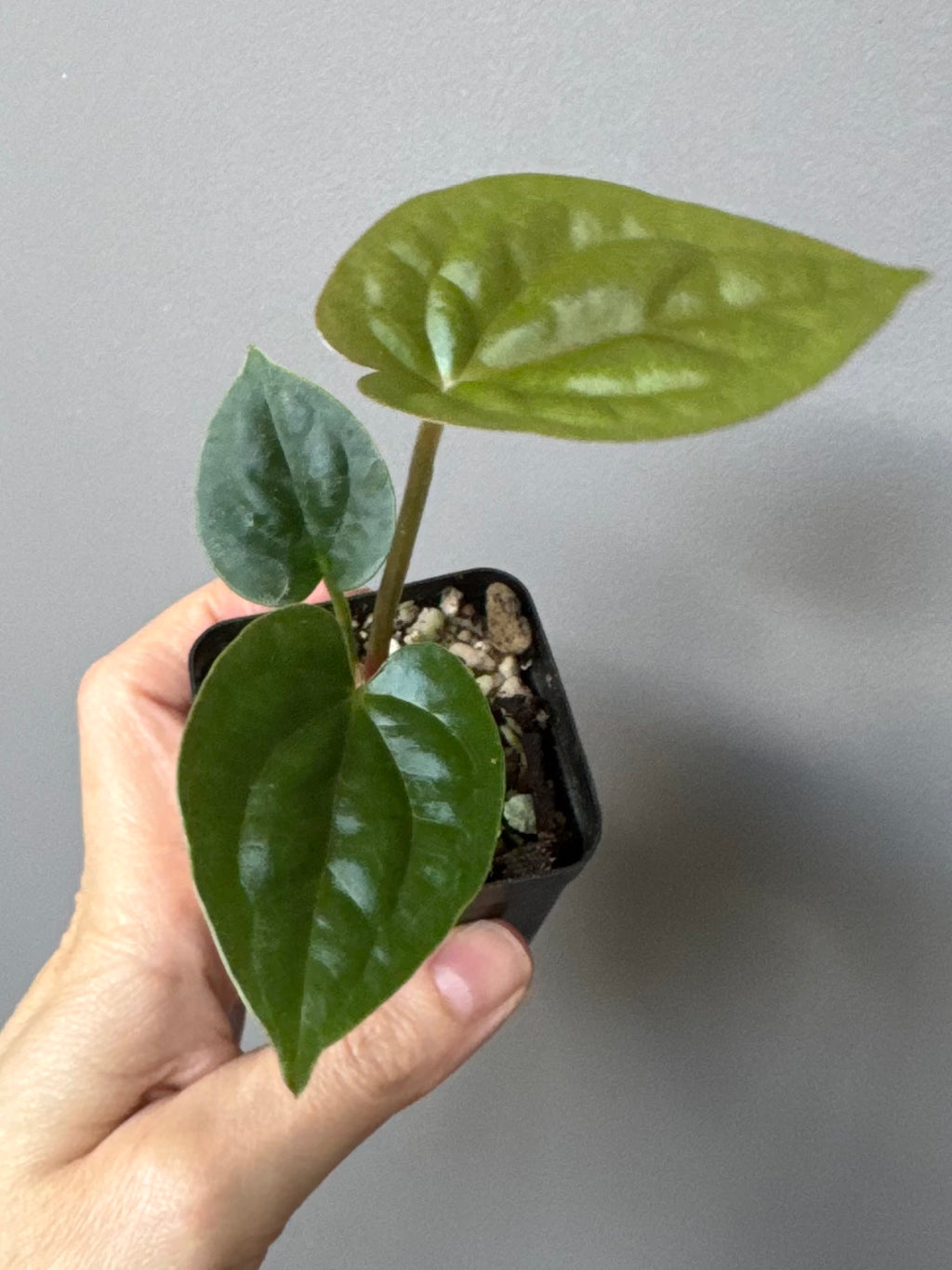 Anthurium (papillilaminum Hybrid x (KOS x Silver Blush)) X luxurians