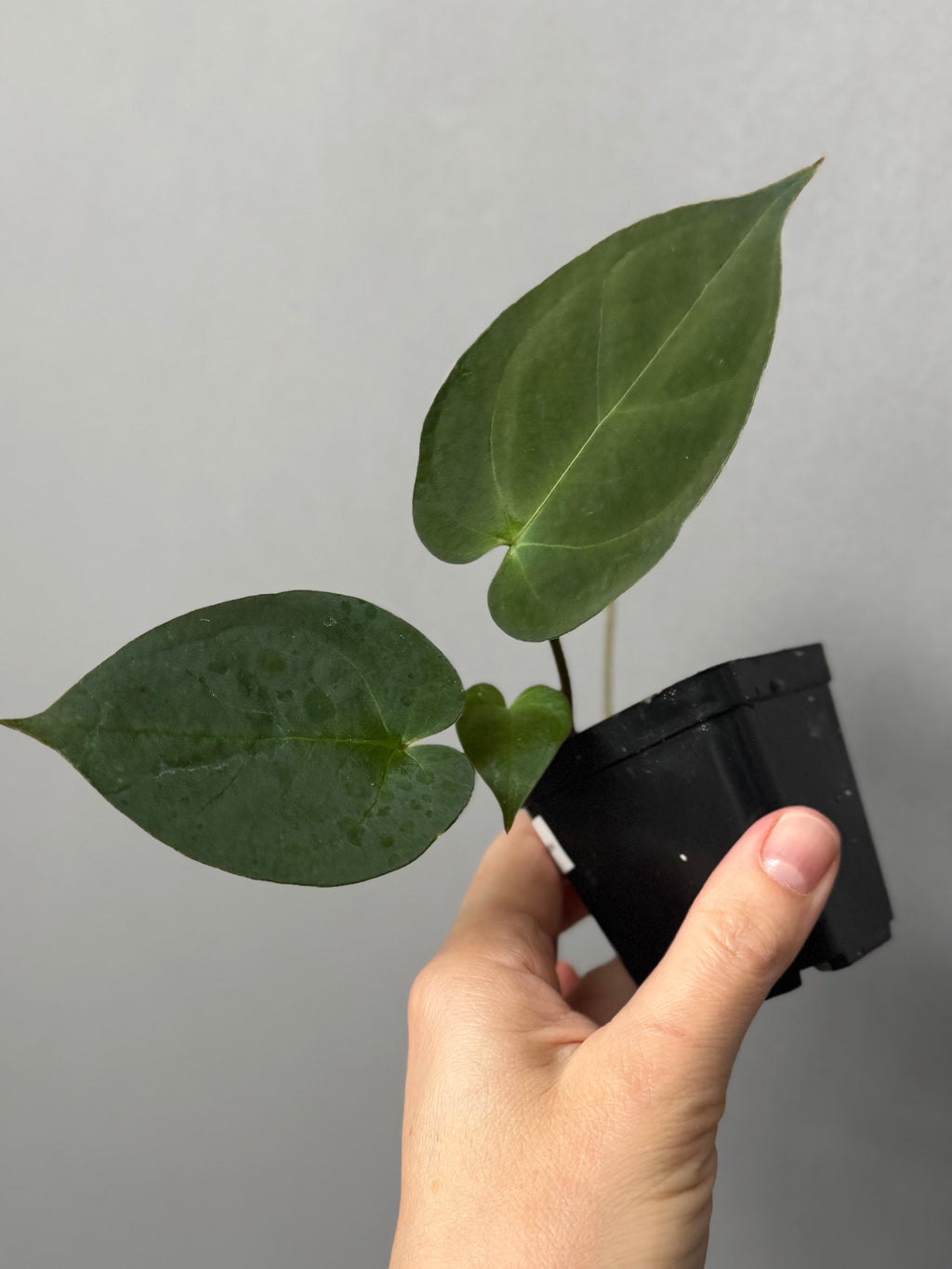Anthurium (MagCrystal x NoID) x Papillilaminum