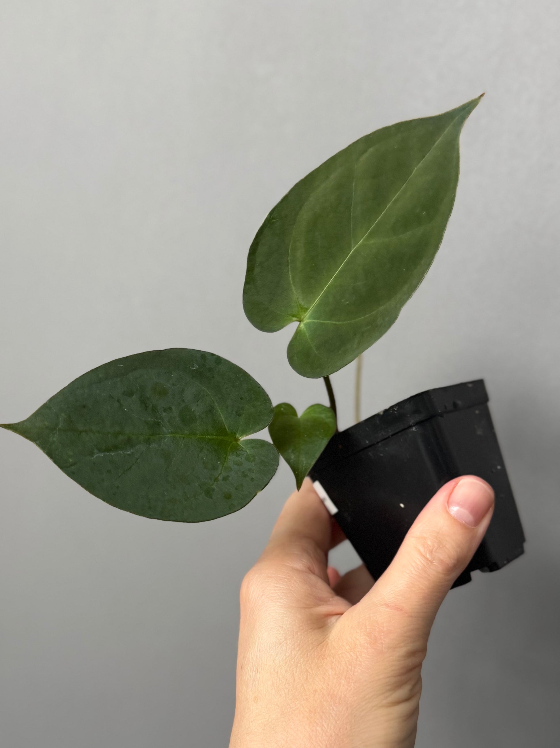 Anthurium (MagCrystal x NoID) x Papillilaminum