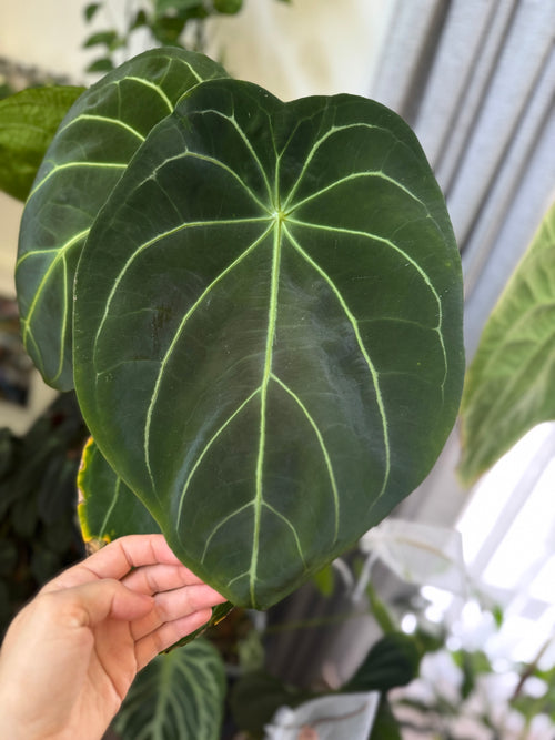 Anthurium Forgetii Hybrid x (Fort Sherman x RVDP) - germinated seeds