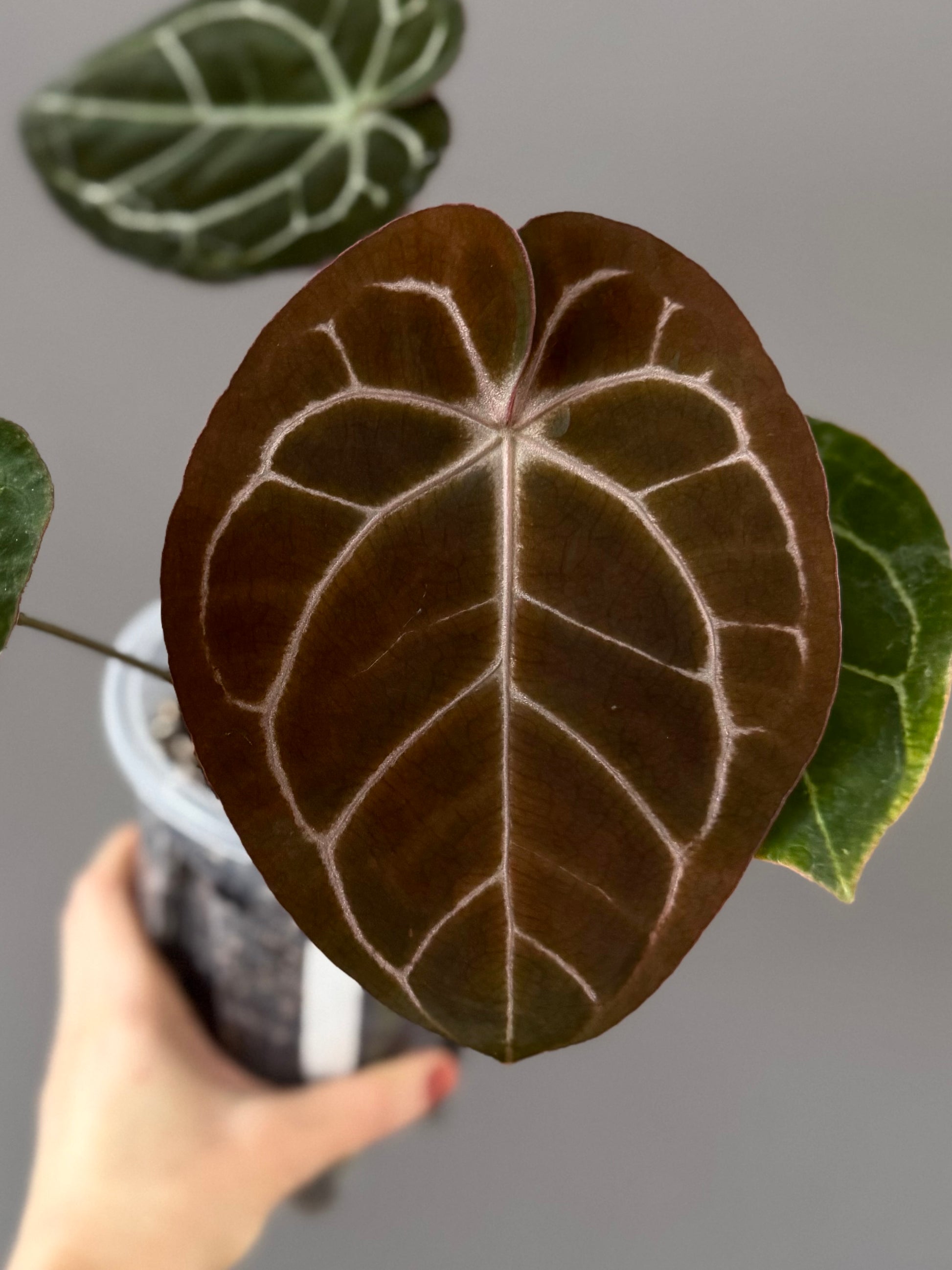 Anthurium (Complex KOS/HU hybrid) x NSE Carlablackiae (by nordicplantdiary)