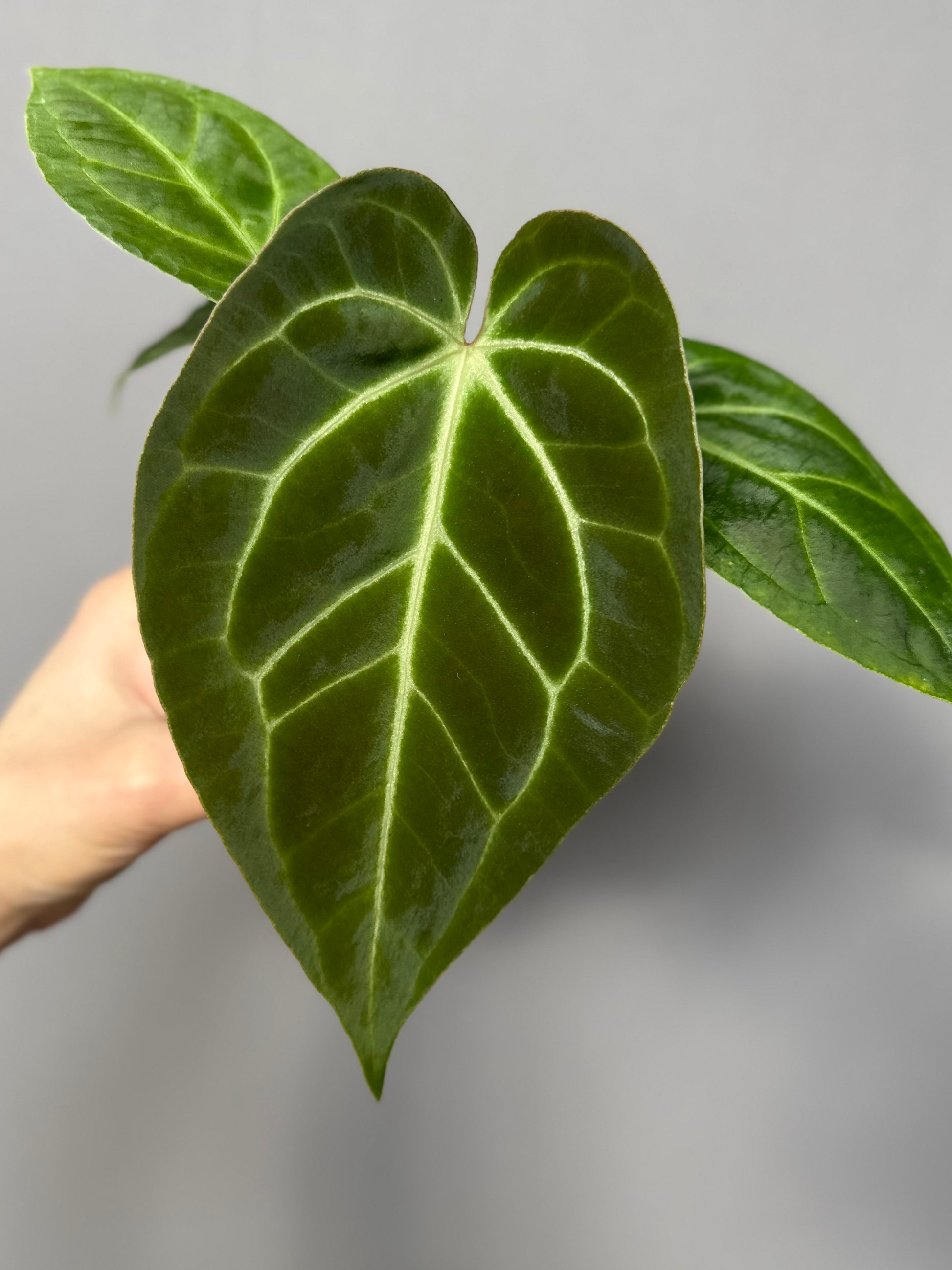 Anthurium magnificum x besseae aff.