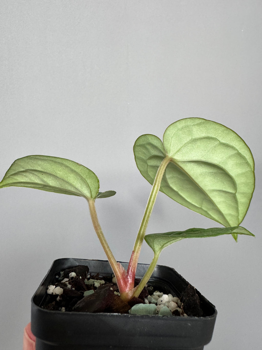 Anthurium (papillilaminum Hybrid x (KOS x Silver Blush)) X luxurians