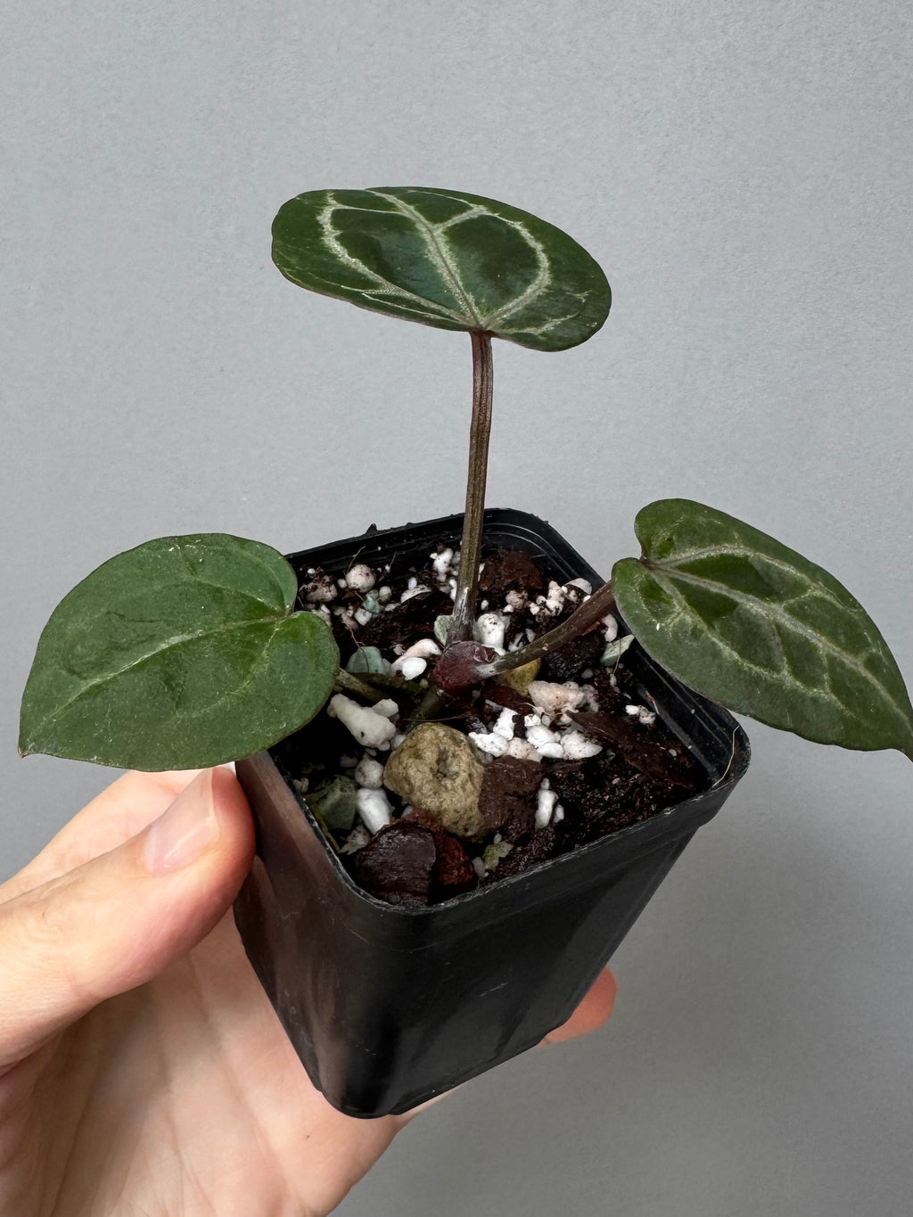 Anthurium Crystallinum Select Color x Michelle