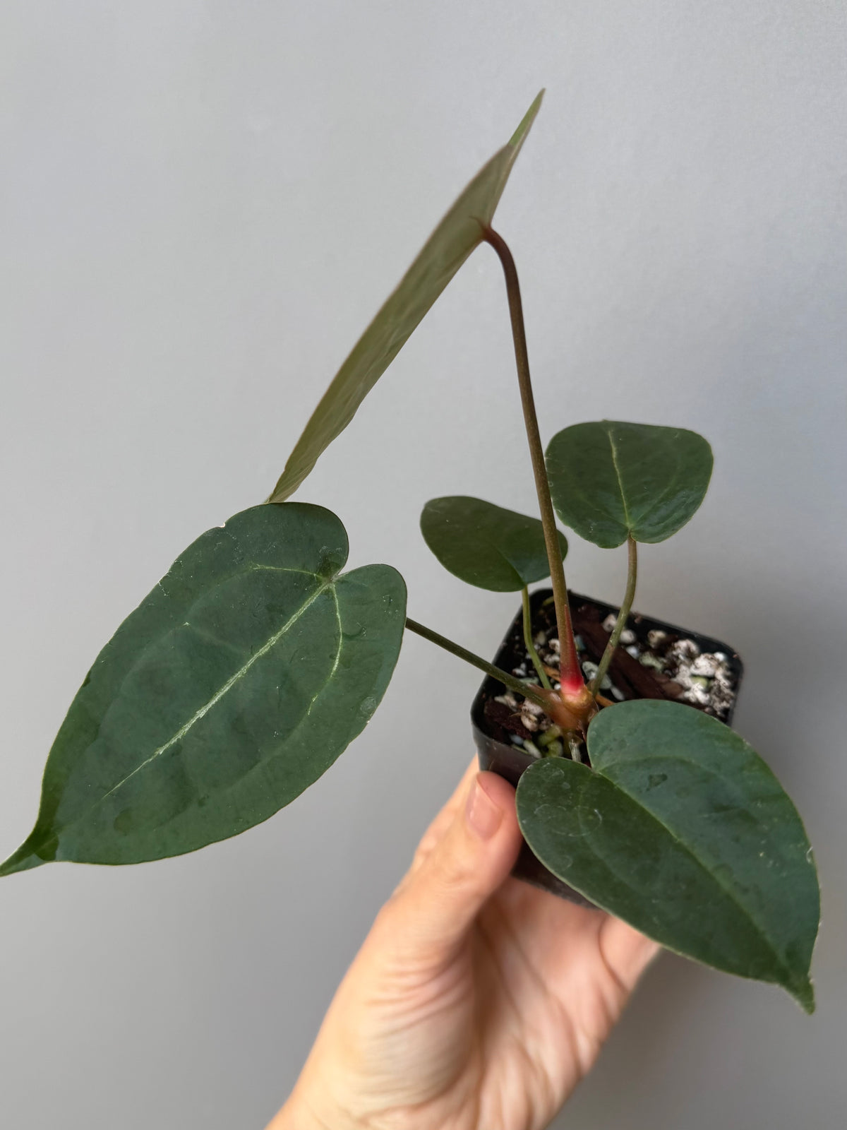 Anthurium (AOS x forgetii) x (NSE Red Crystallinum x Carlablackiae)