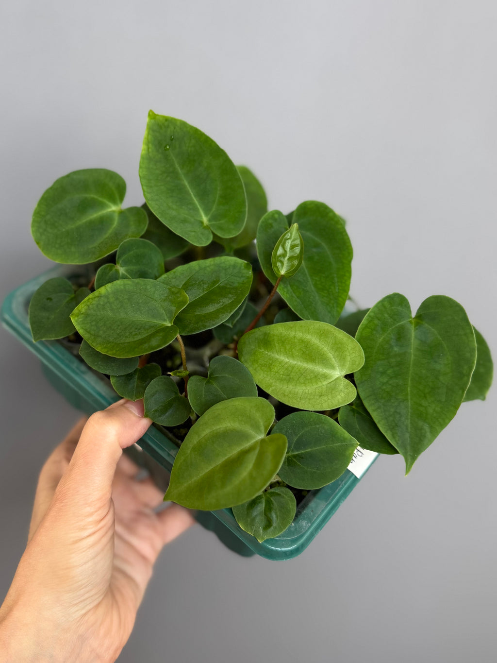 Anthurium besseae aff. x papillilaminum
