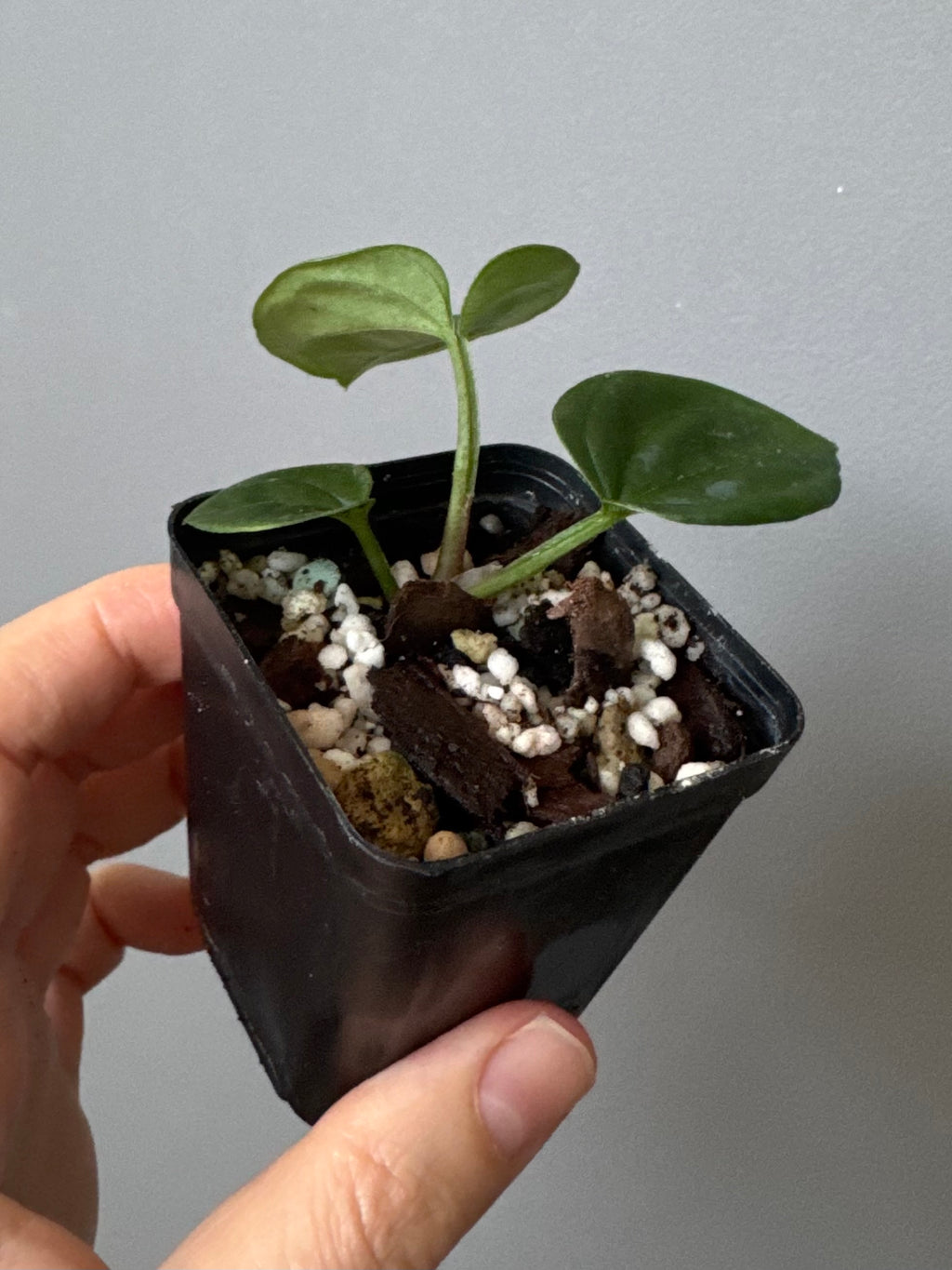 Anthurium KOS x debilis