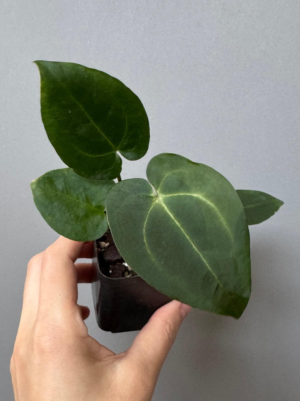 Anthurium (AOS x forgetii) x (NSE Red Crystallinum x Carlablackiae)