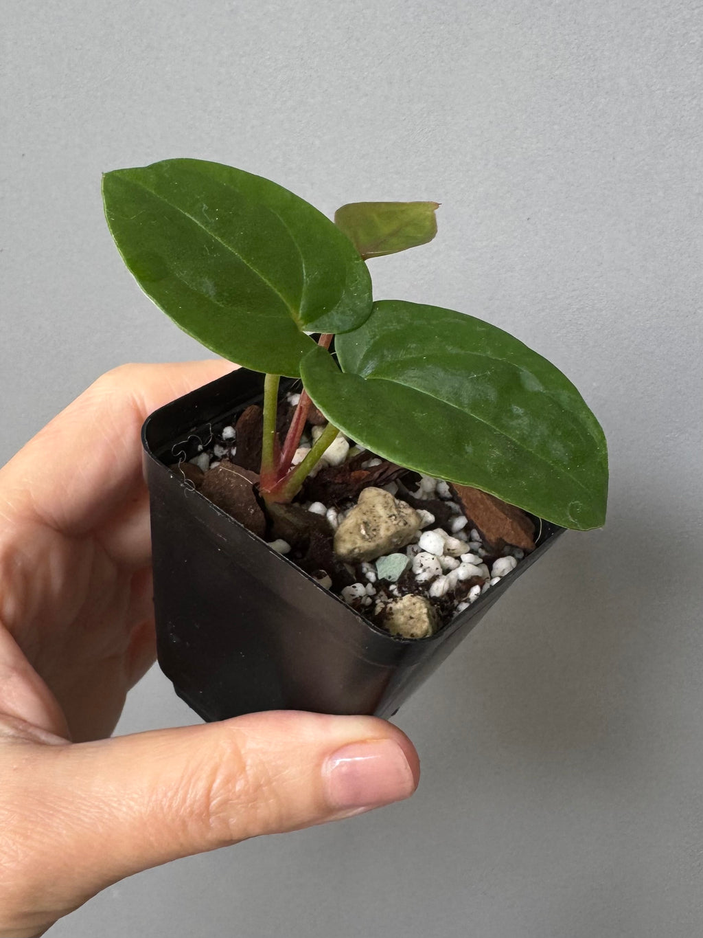 Anthurium ‚Bloodmoon‘ clone