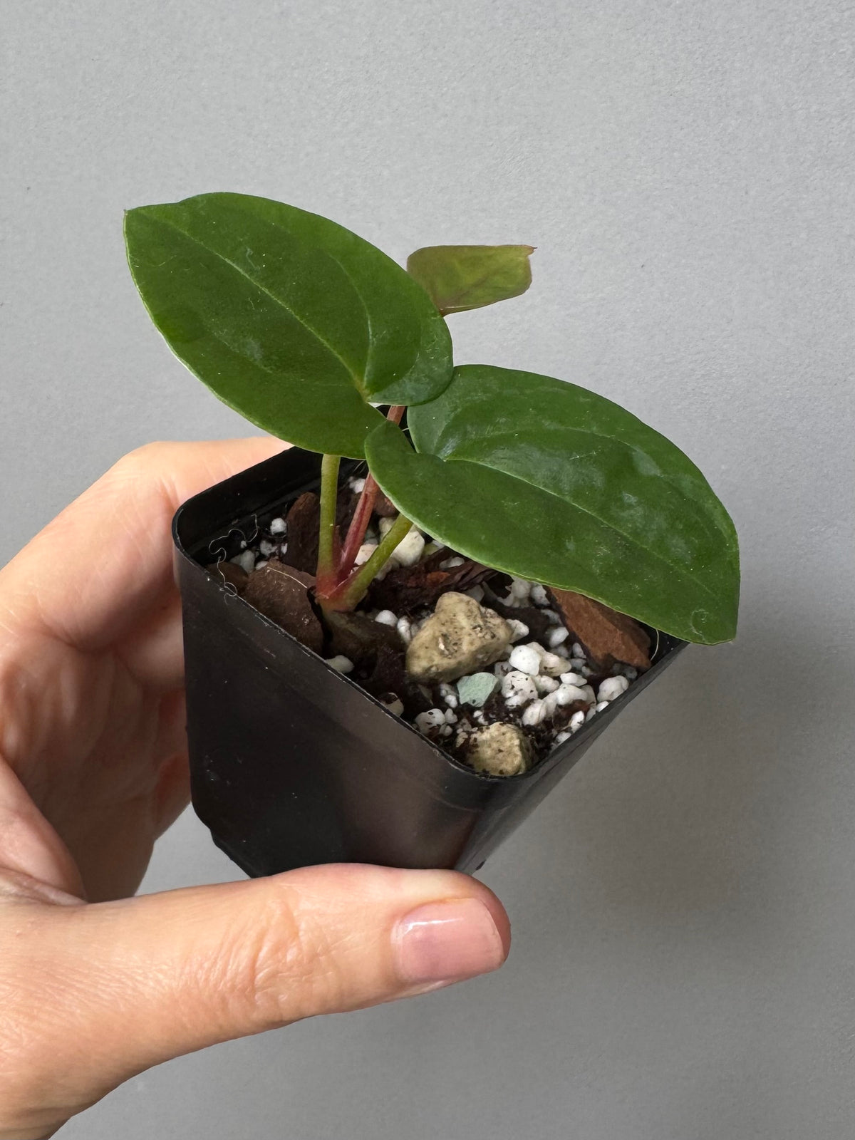 Anthurium ‚Bloodmoon‘ clone