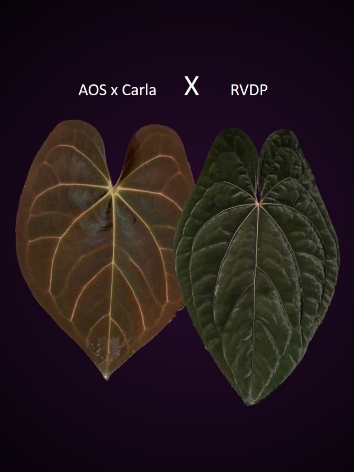 Anthurium (AOS x Carla) x RVDP