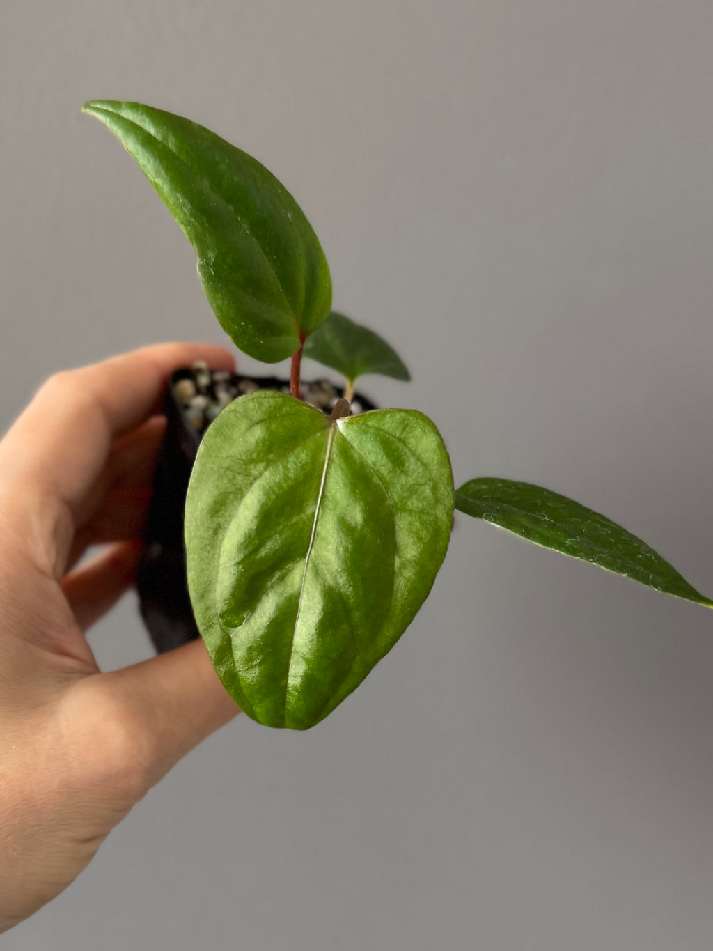 Anthurium Subsignatum x RVDP