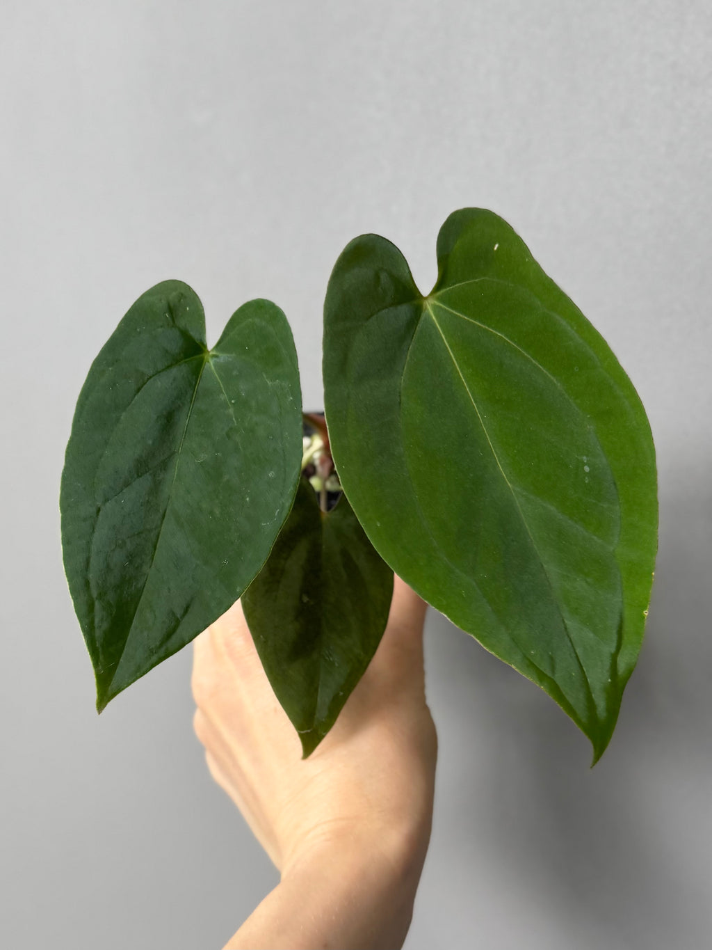 Anthurium (BVEP x portillae ‚Dorito‘) X papillilaminum H1 (by 4aroids)