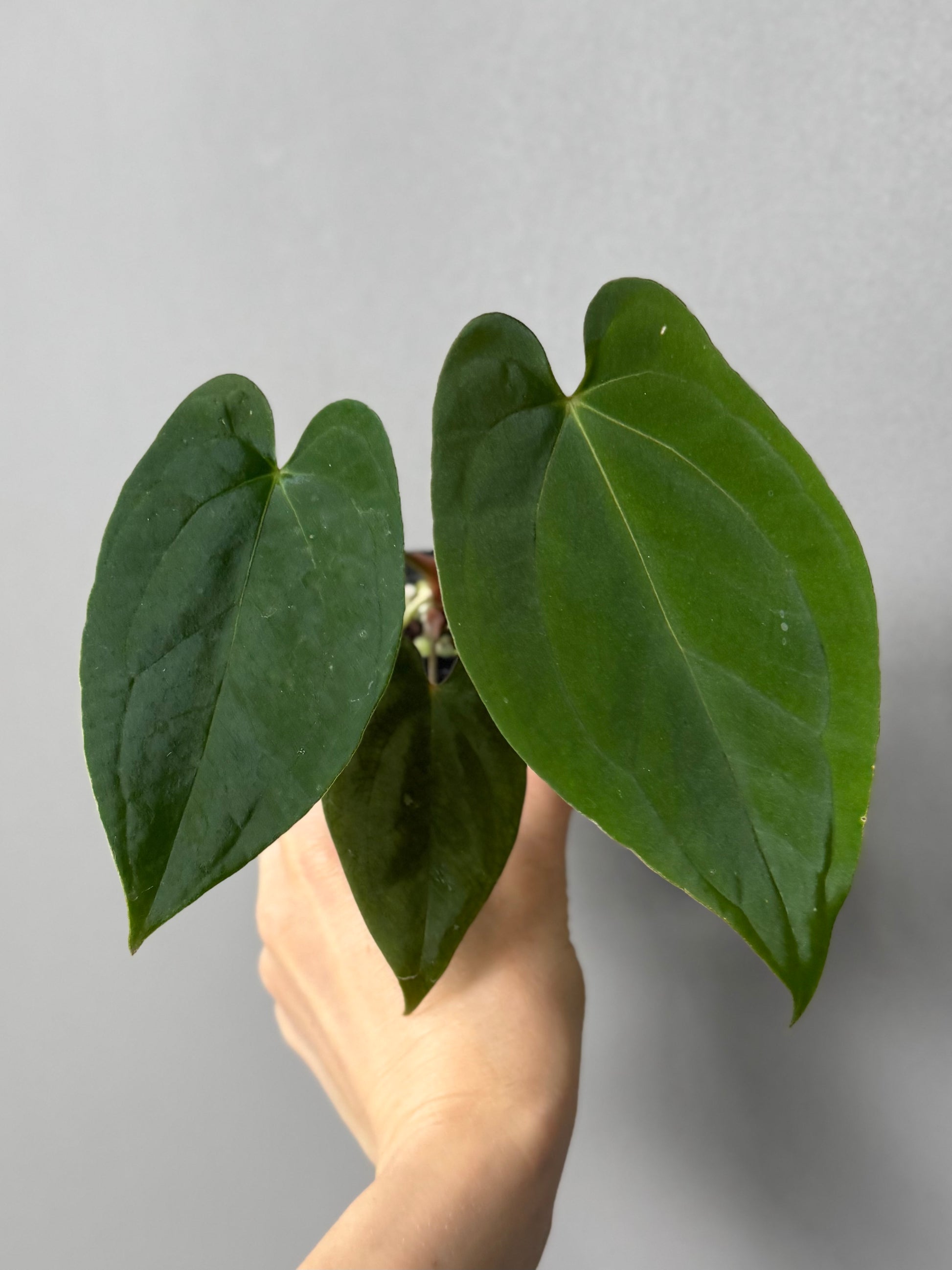 Anthurium (BVEP x portillae ‚Dorito‘) X papillilaminum H1 (by 4aroids)