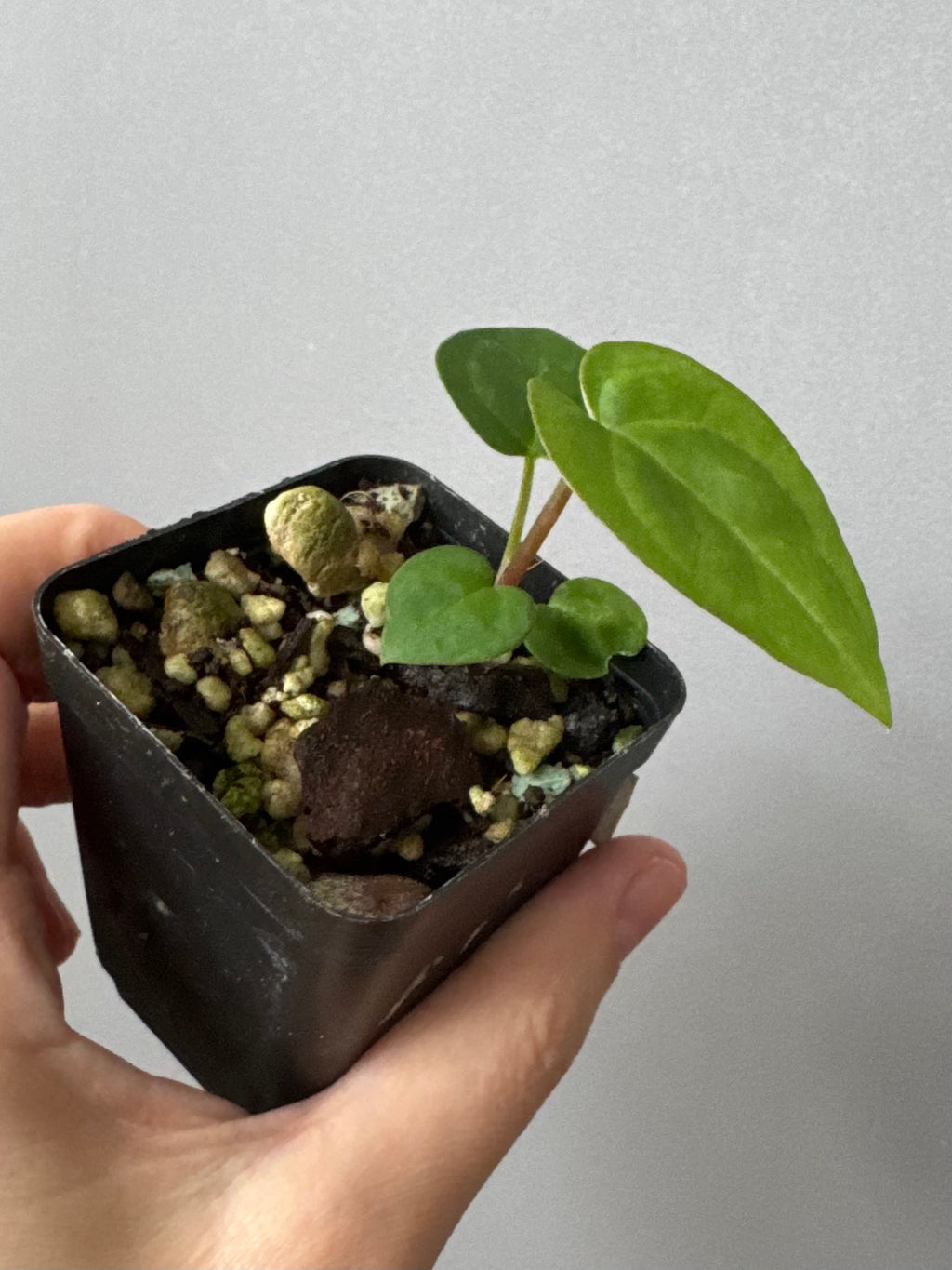 Anthurium AOS df Tezula x Carlablackiae