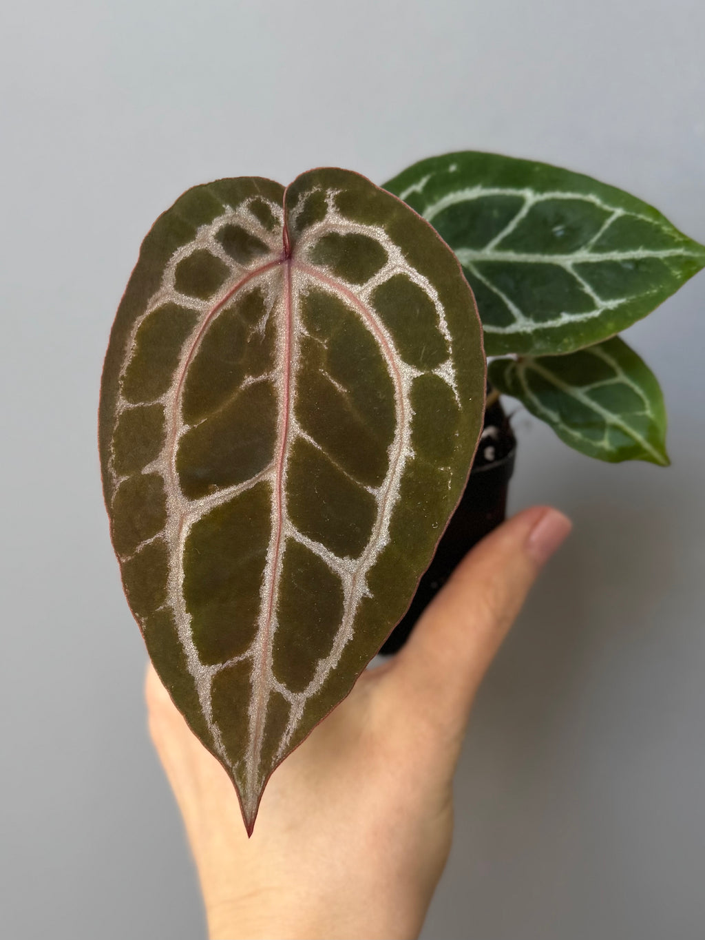 Anthurium ZxM x Michelle
