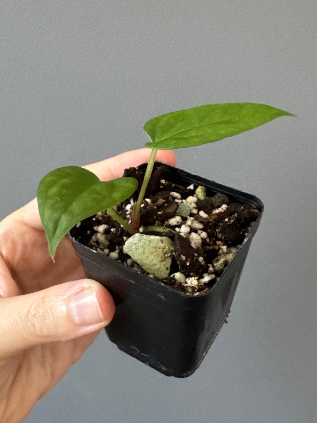 Anthurium (BVEP x port Dorito) x (Dark Phoenix x Goliath)
