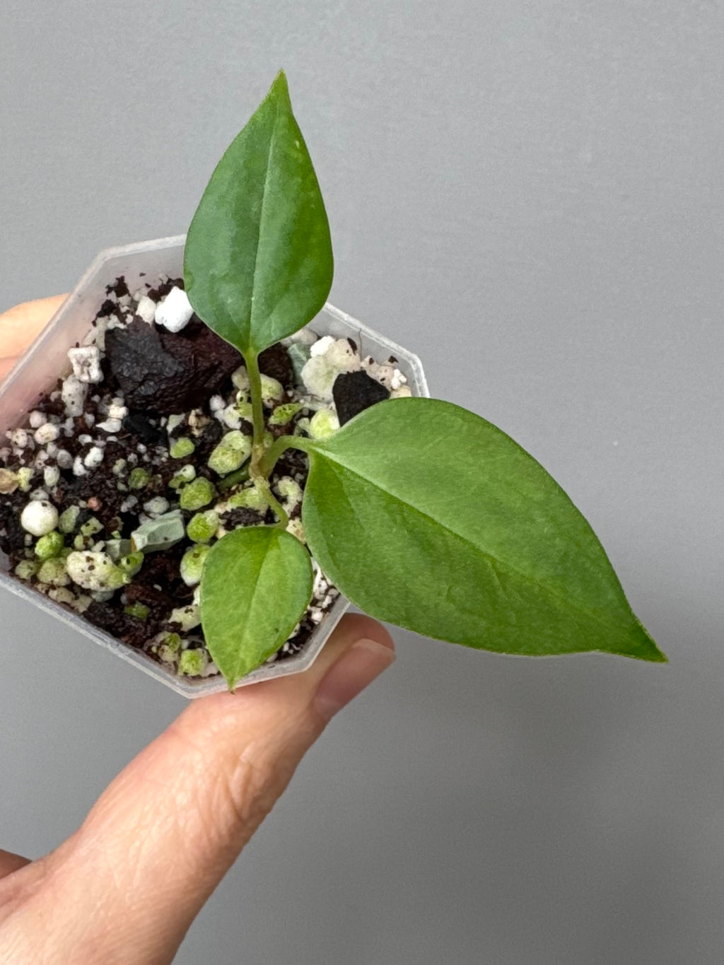 Anthurium Black War (Black Sweet x warocqueanum, von diamondplants_)