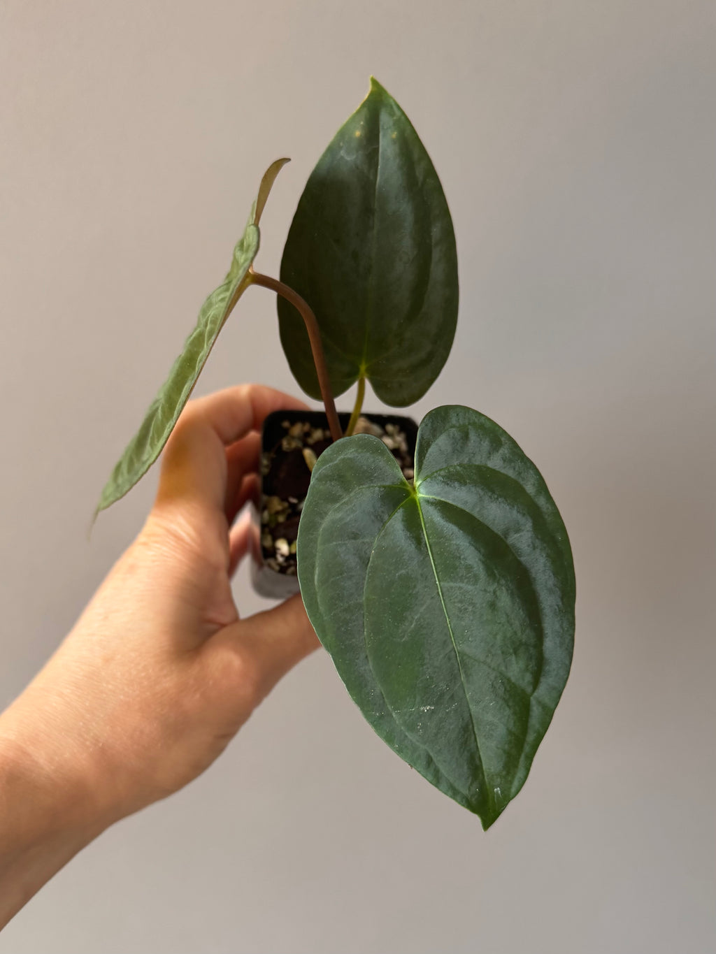 Anthurium Dark Phoenix xself