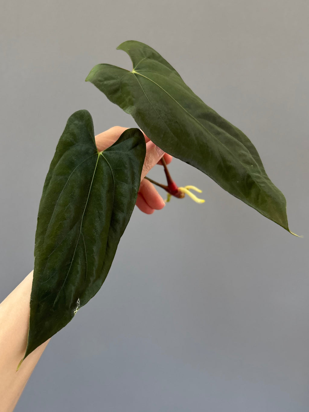 Anthurium FSxRL (by Jay Vannini) - Ableger
