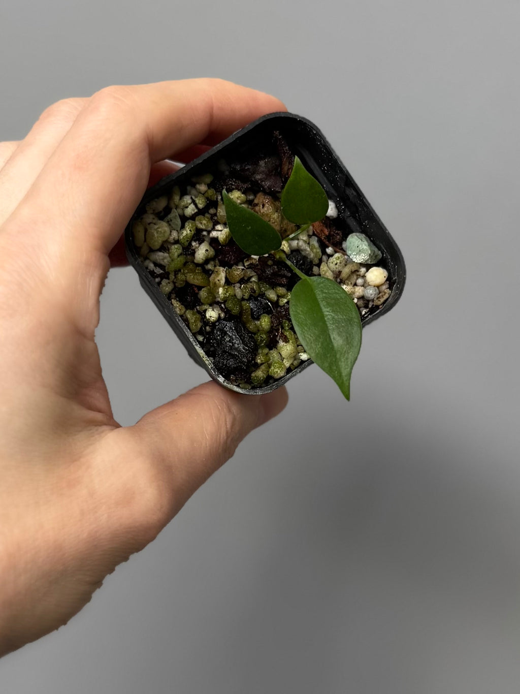 Anthurium wendlingeri
