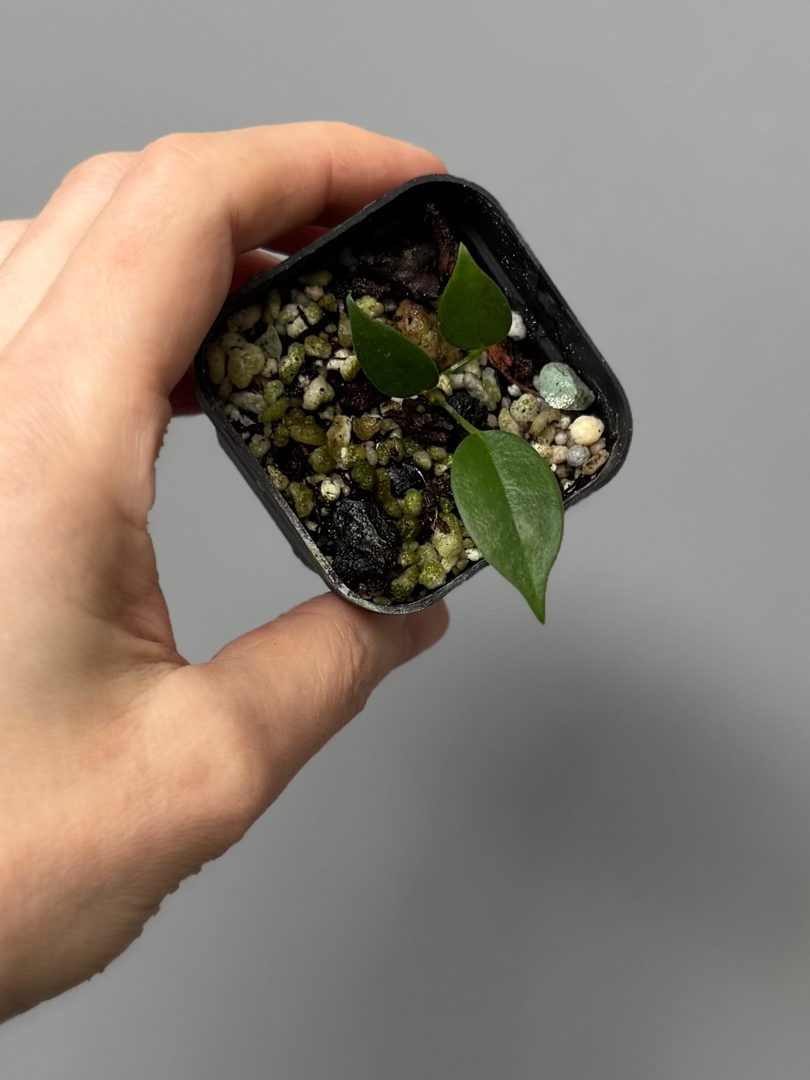 Anthurium wendlingeri