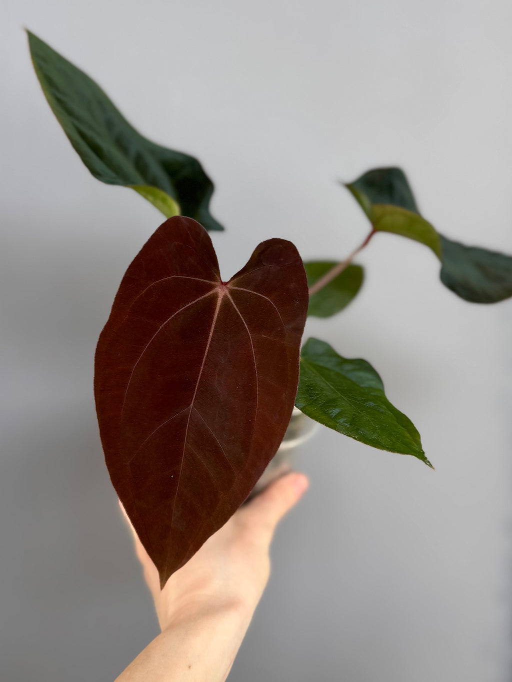 Anthurium BVEP x (Red Crystallinum x BVEP) (by 4aroids)