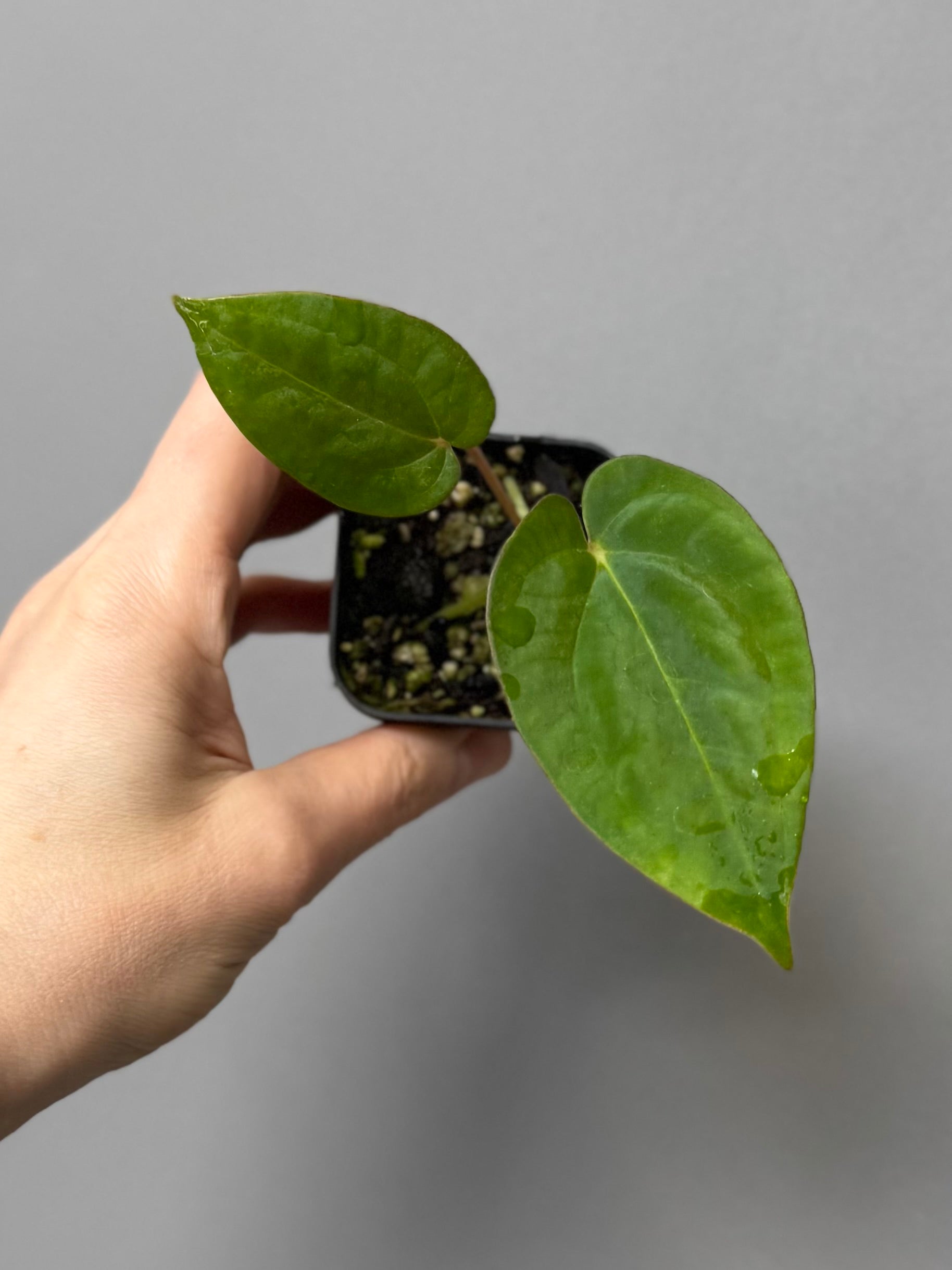 Anthurium papillilaminum x papillilaminum