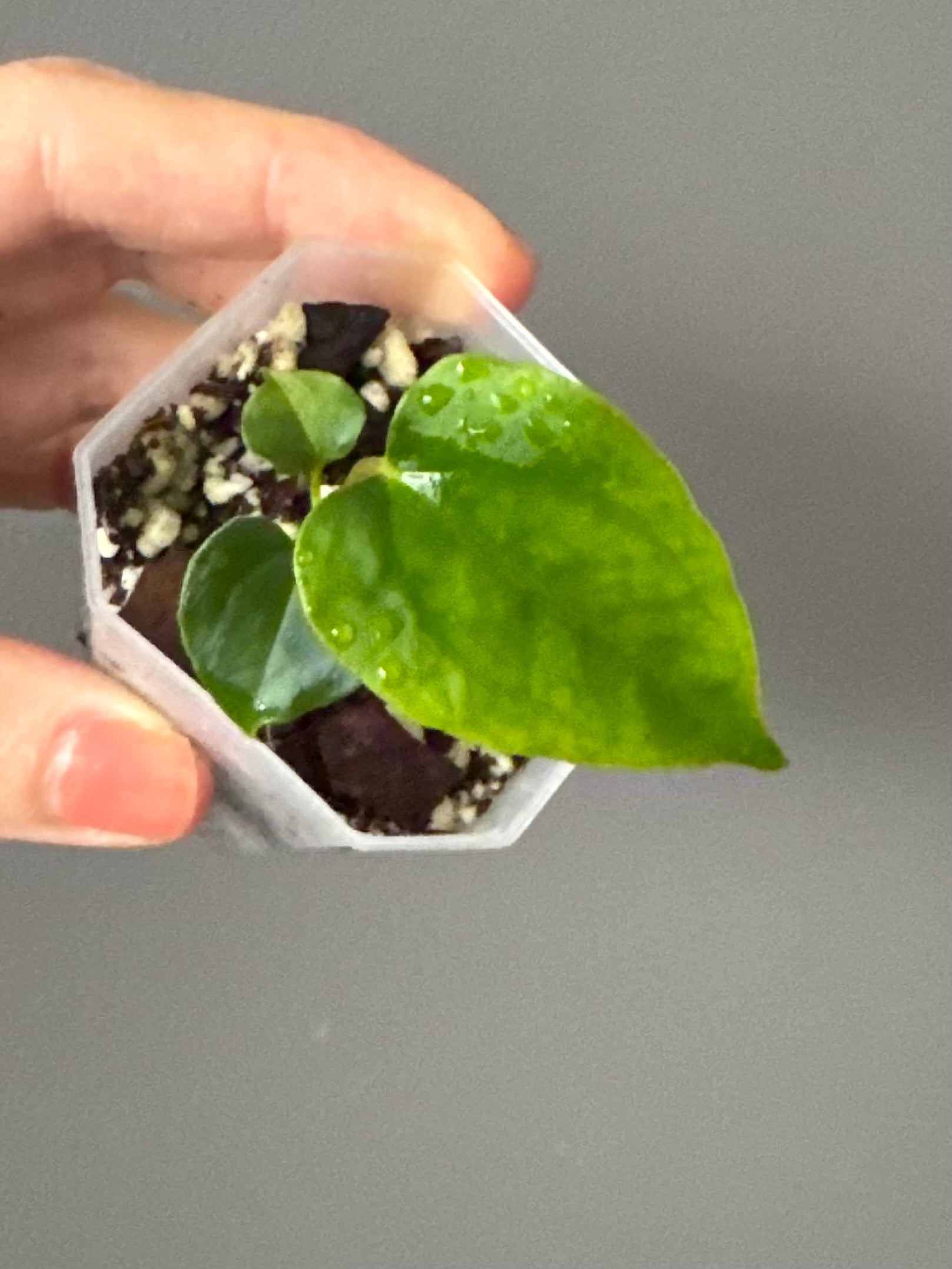 Anthurium papillilaminum Ralph Lynam xself (Dwane)