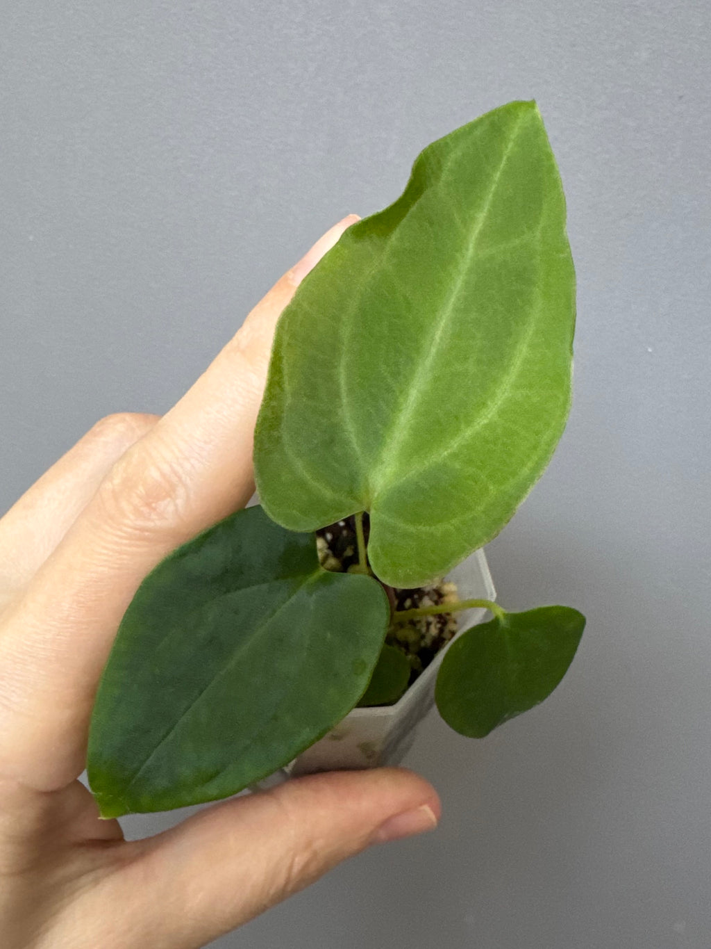 Anthurium BVEP ,Velvet Dream’ x ((round x Felix) x Felix) by thelonelysanctuary