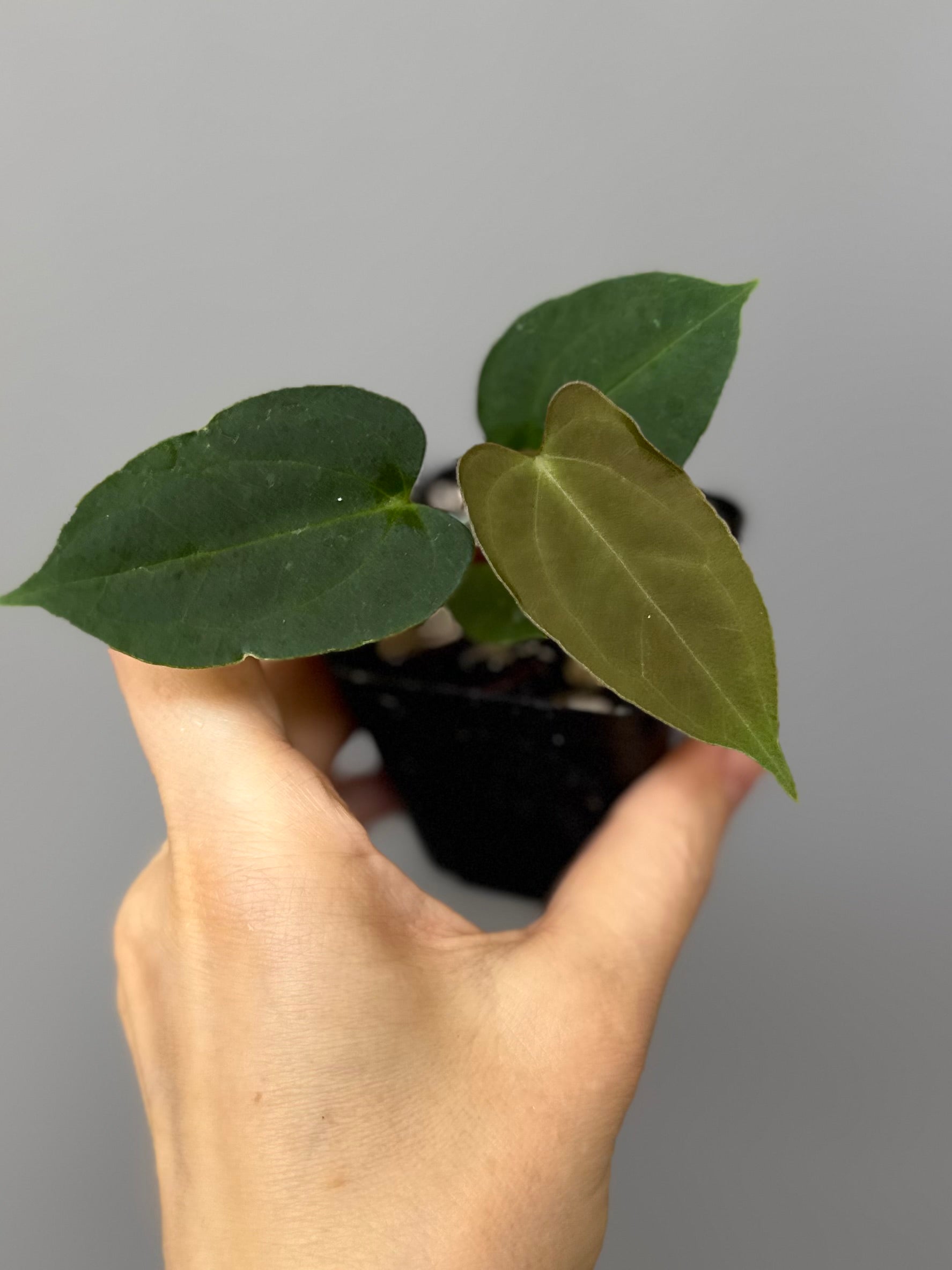 Anthurium papillilaminum x Darkest Panama (#2)