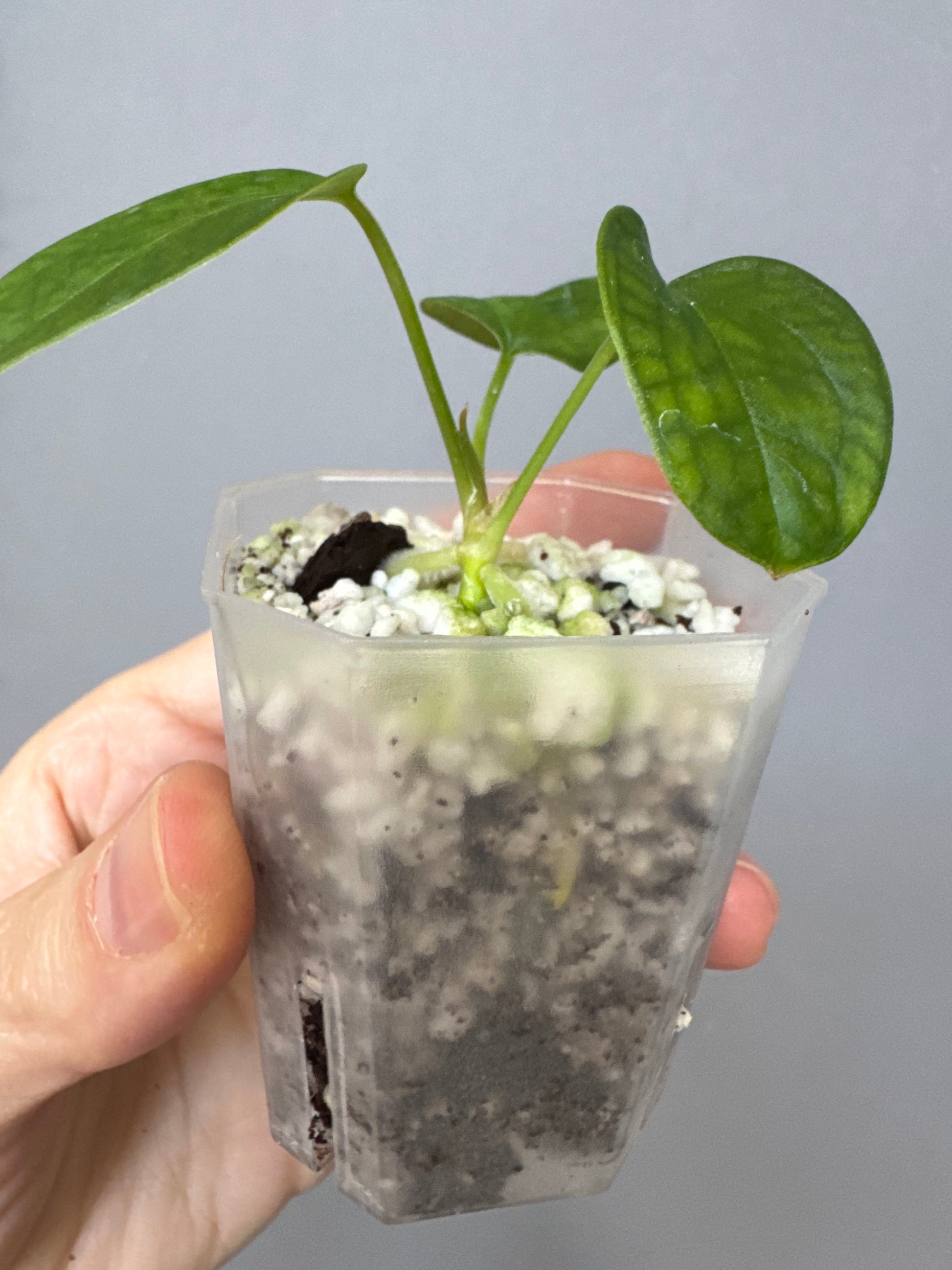 Anthurium (Queen of Hearts x besseae aff OR forgetii) x NSE CarlaX