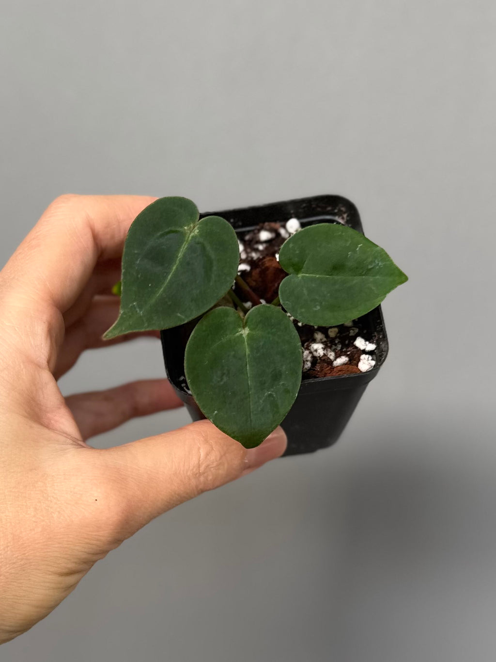 Anthurium ((magnificum x crystallinum) x NoID) X Michelle