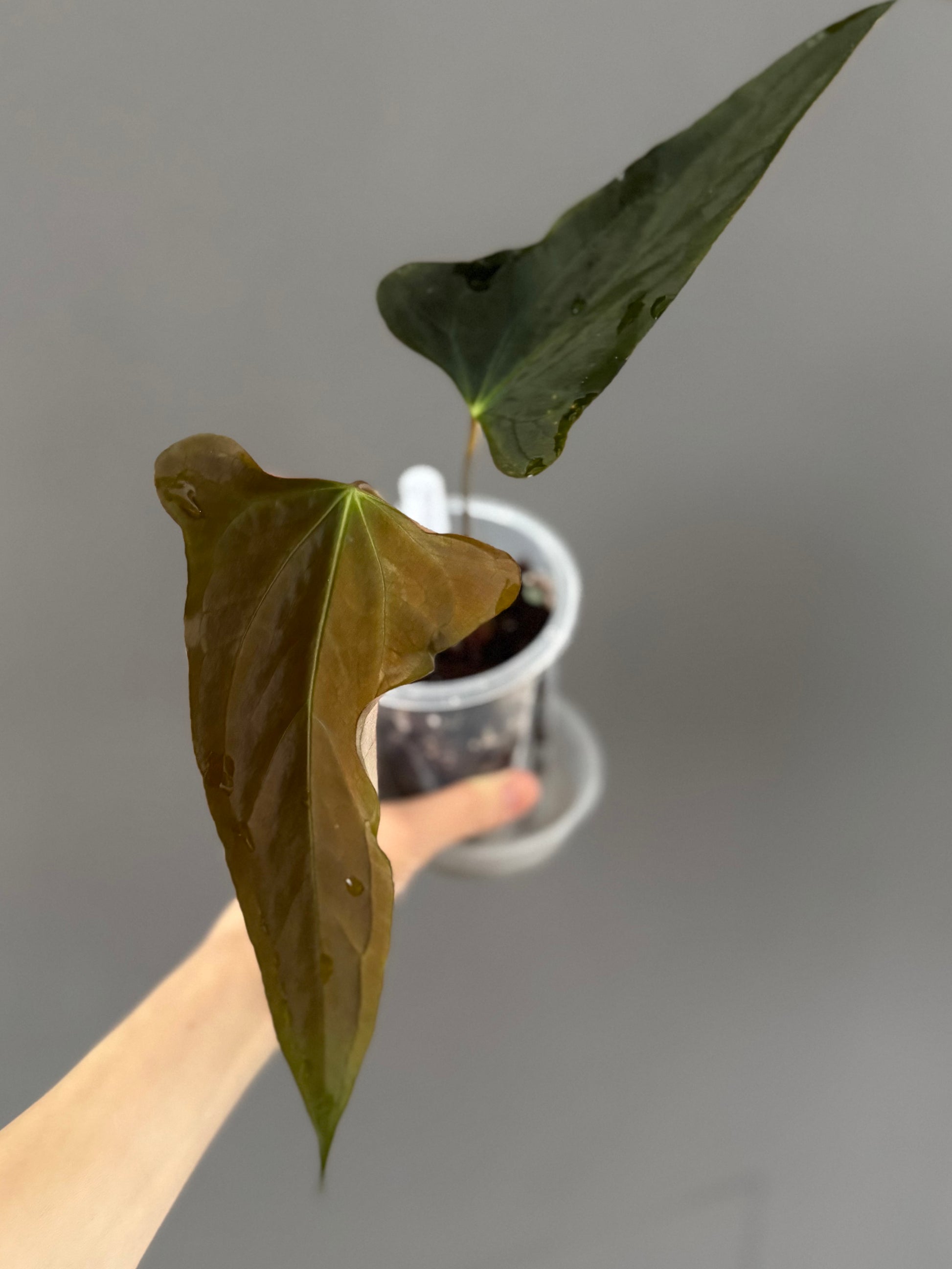 anthurium papillilaminum x subsignatum Anthurium Subsignatum Velvet x Ralph Lynam clone (#1) (by mathiuxaroid – crystallinum & co