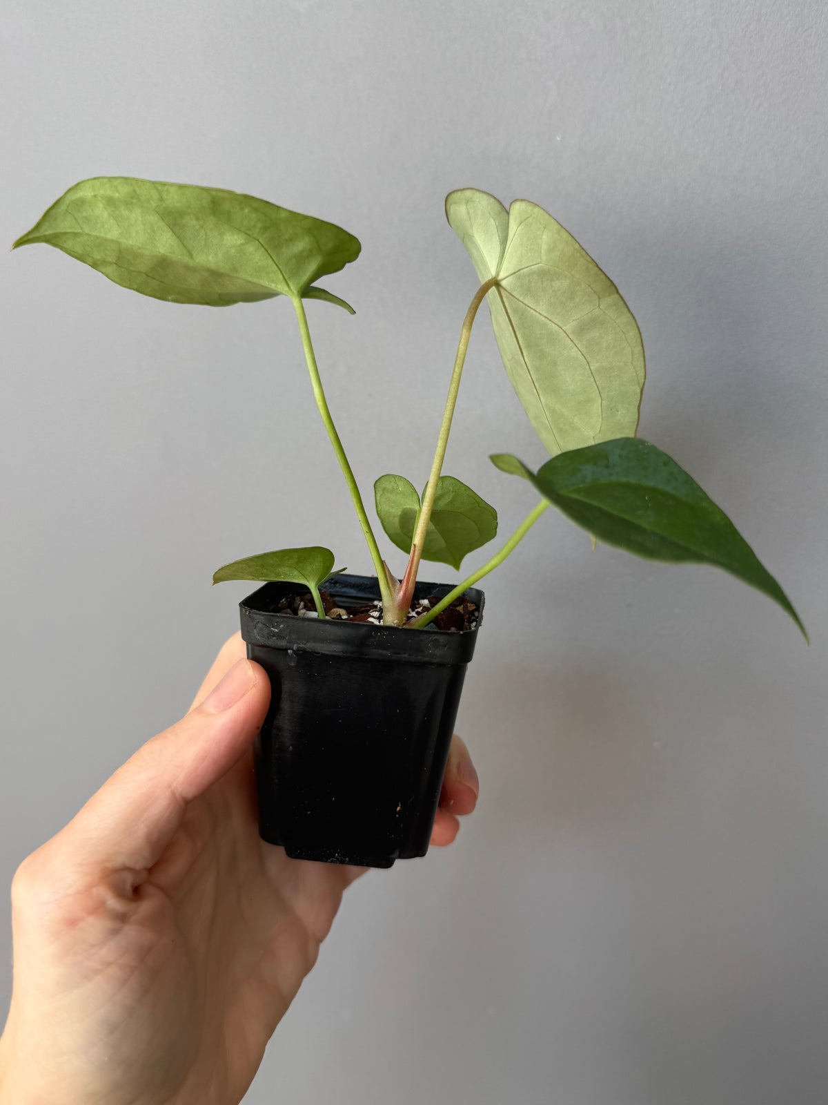 Anthurium forgetii dark form x Carlablackiae