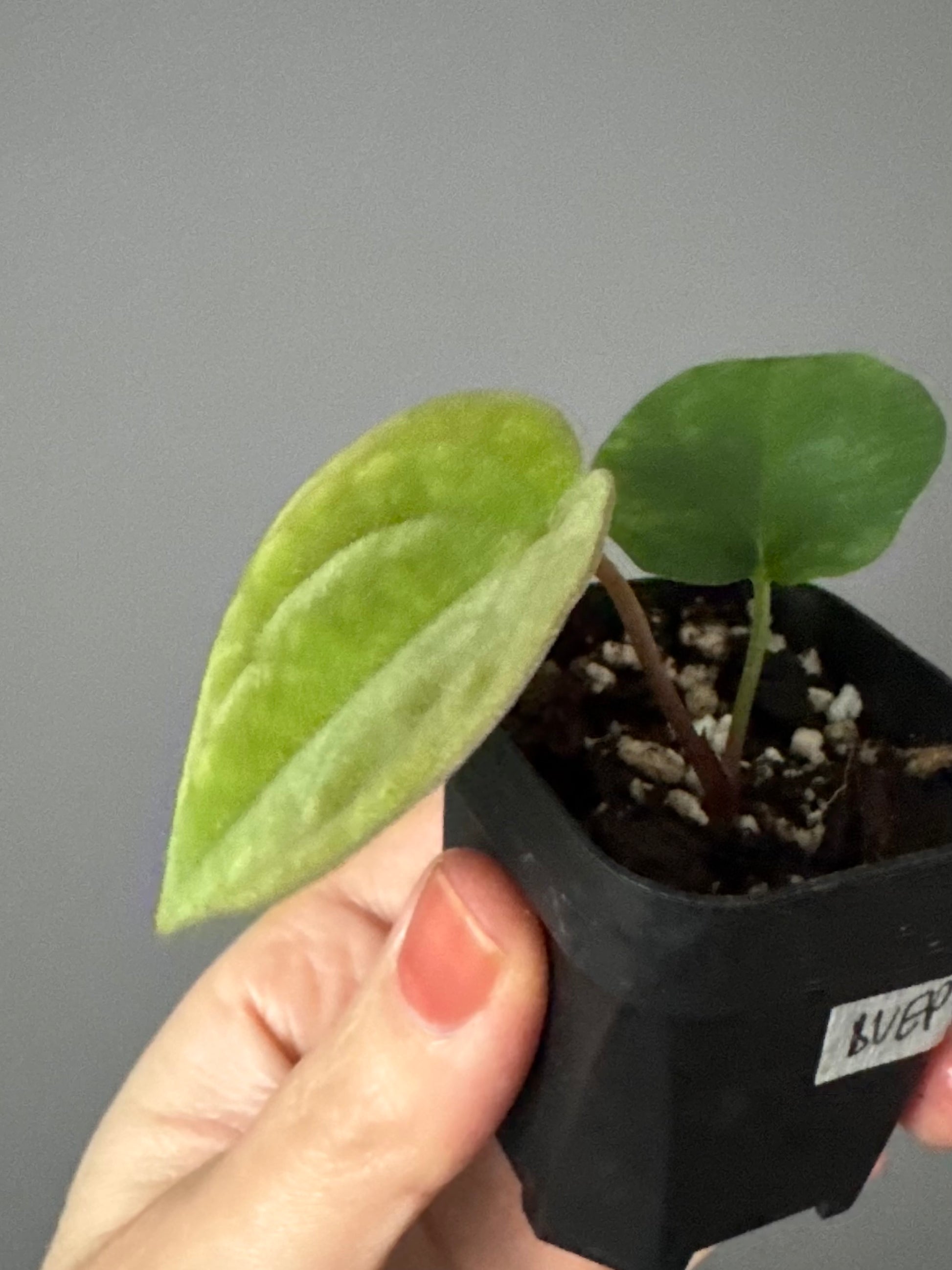 Anthurium BVEP OG1 x Papillilaminum Lago Gatun